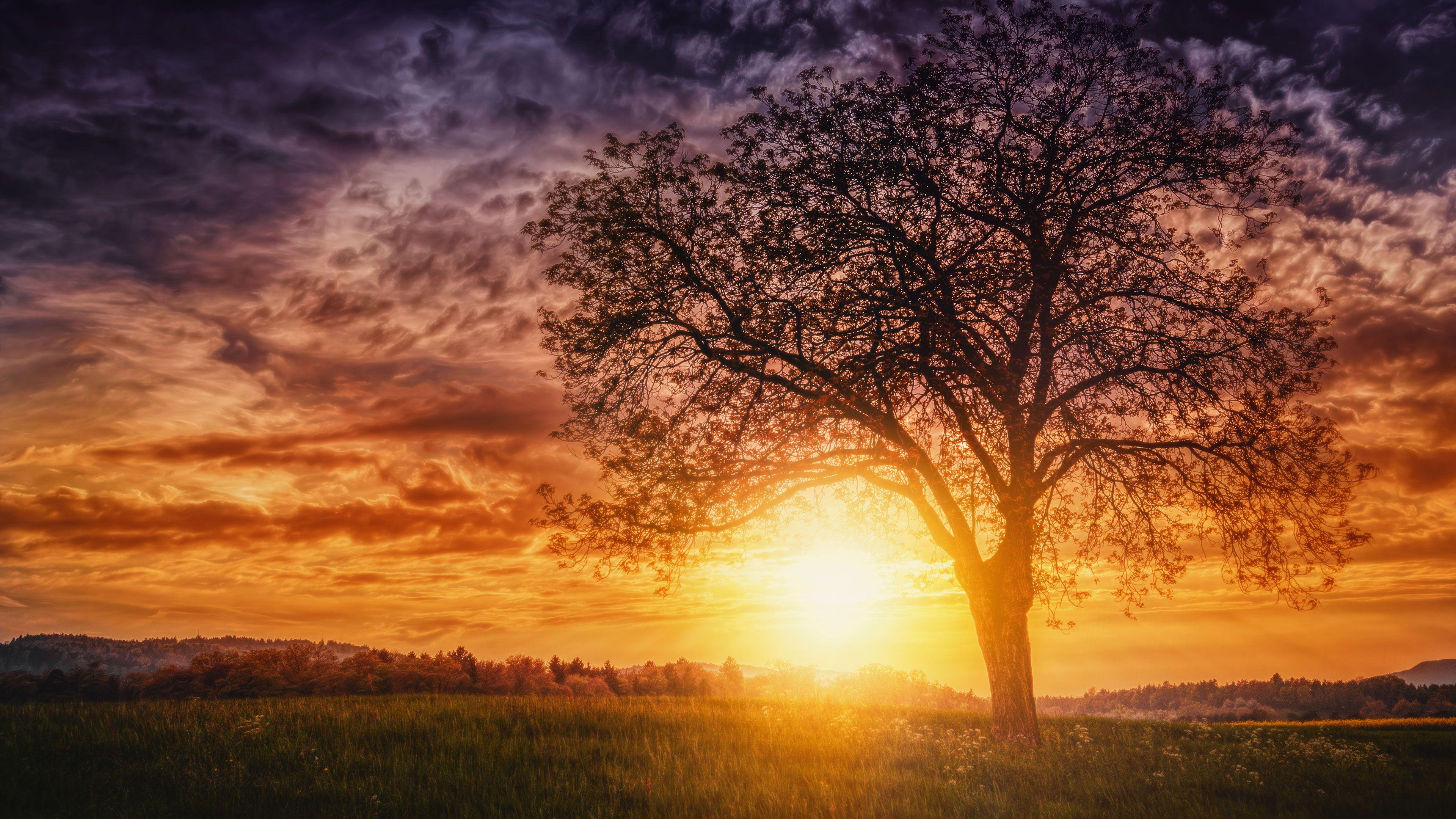 3840x2160 Wallpaper 4k Sunset Nature Trees 4k nature wallpaper, sunset