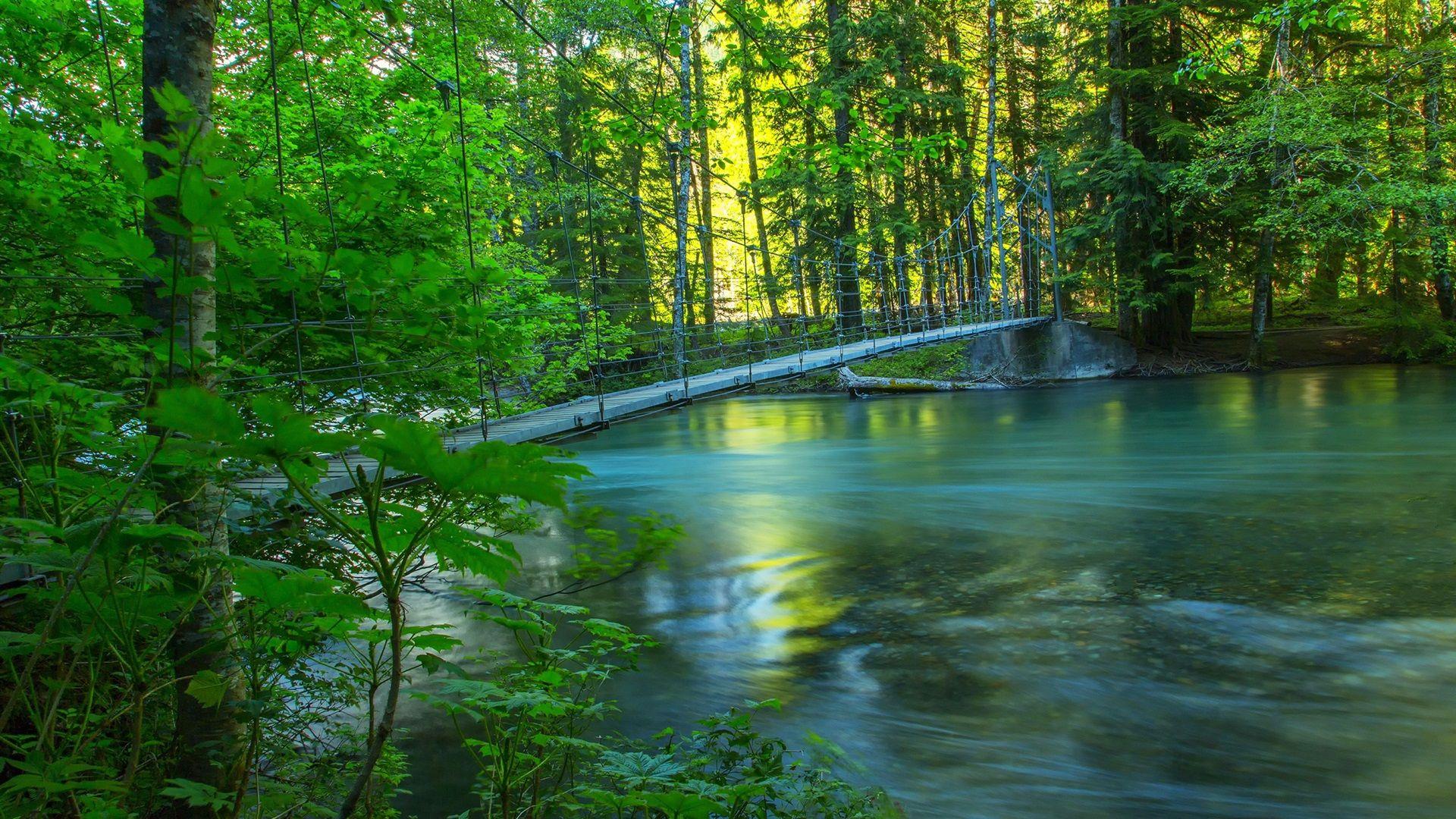 1920x1080 Wallpaper River, forest, bridge, summer, nature scenery 2560x1600