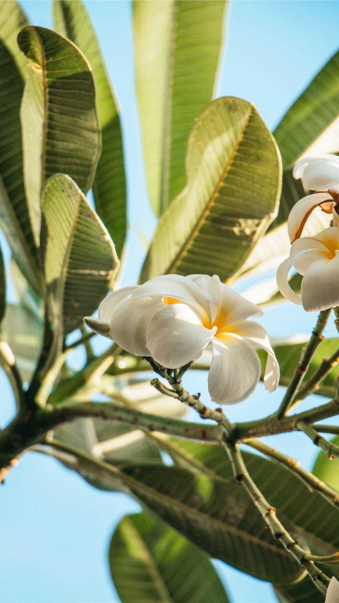 1080x1920 The smell of Hawaii iPhone Wallpaper Free Download