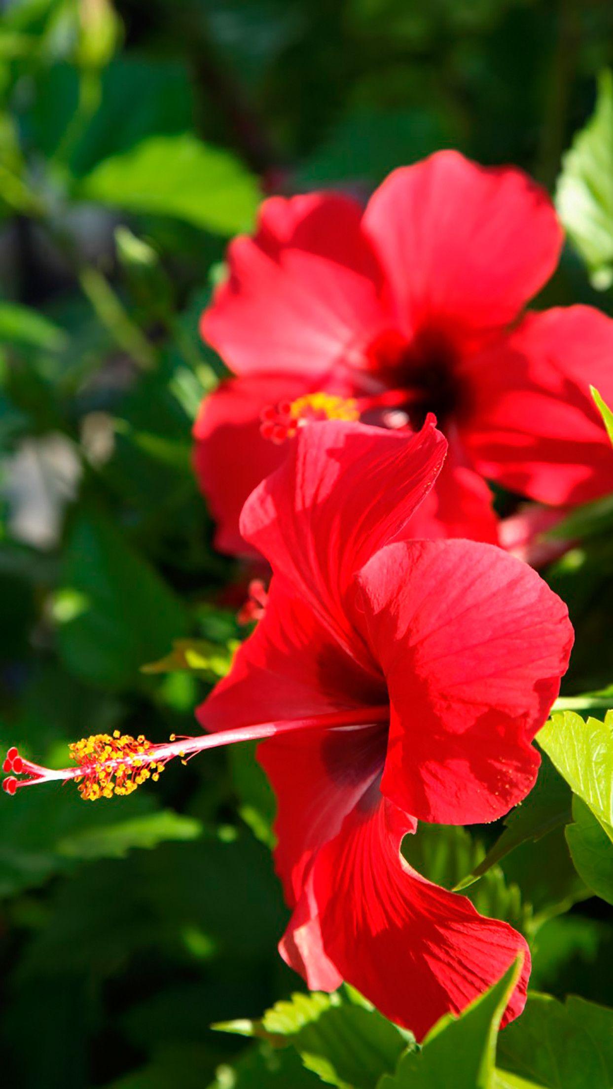 1243x2208 Hibiscus Wallpaper