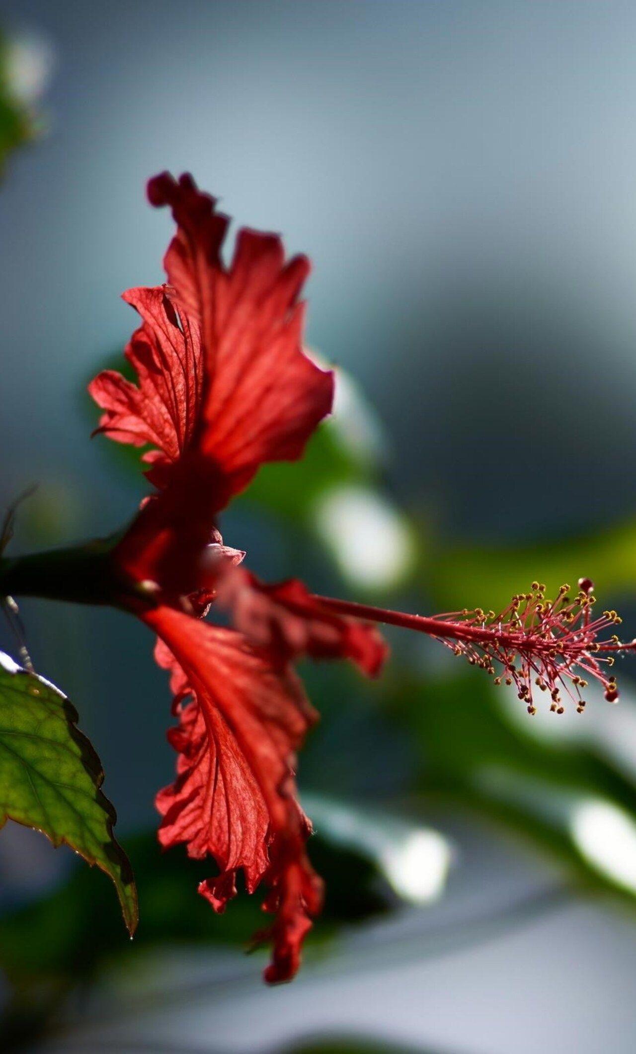 1280x2120 Hibiscus Flower iPhone HD 4k Wallpaper, Image, Background, Photo and Picture