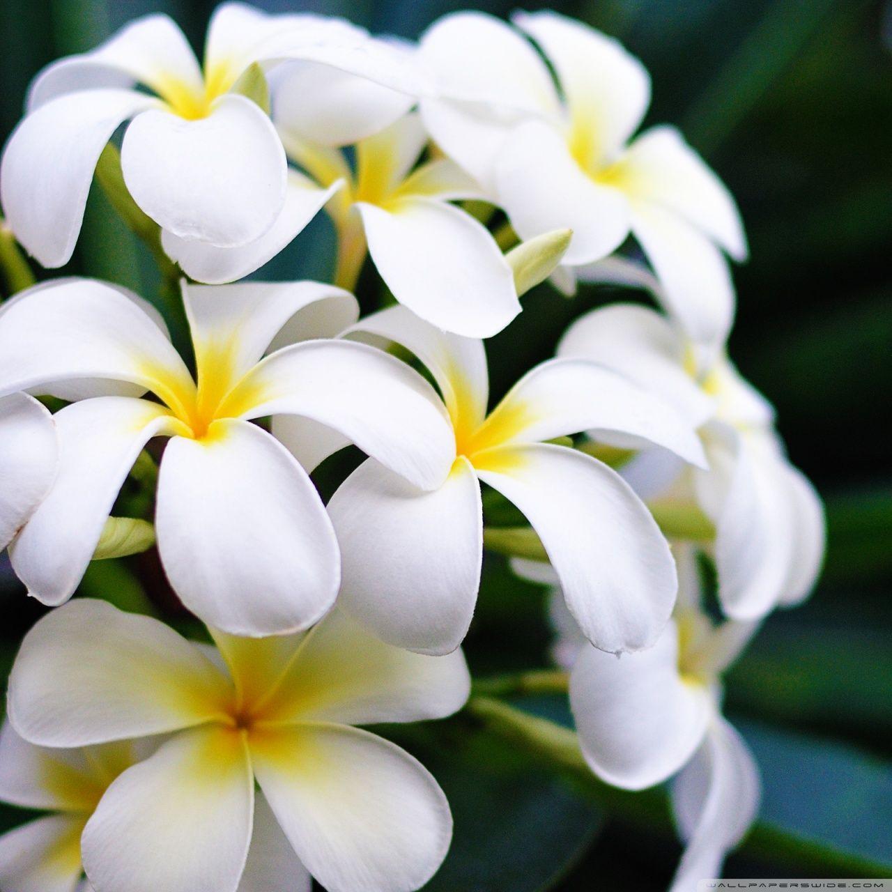 1280x1280 Hawaii Flowers Ultra HD Desktop Background Wallpaper for 4K UHD TV : Tablet