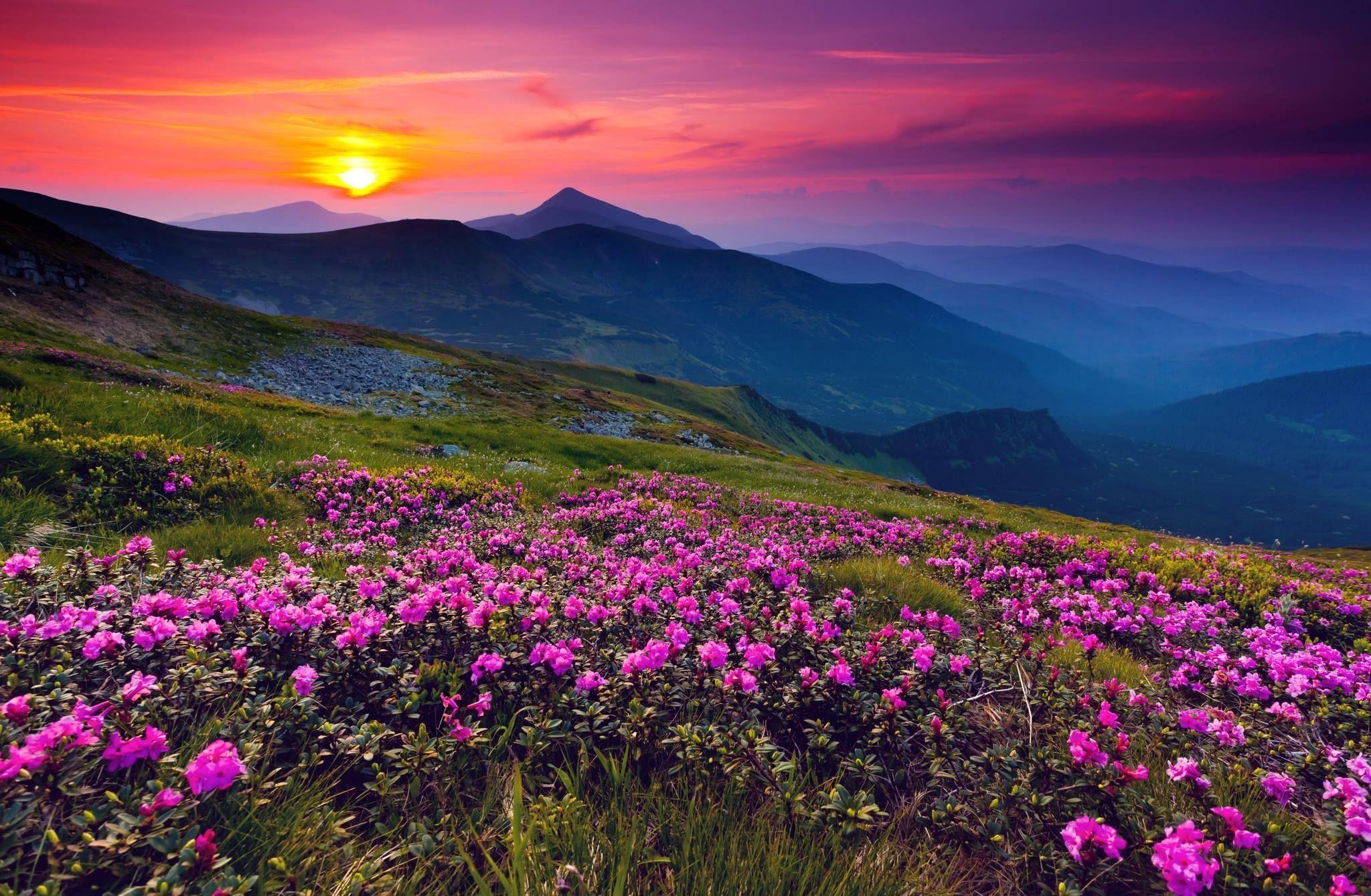 Alps Flowers Sunset Wallpapers - Top Free Alps Flowers Sunset