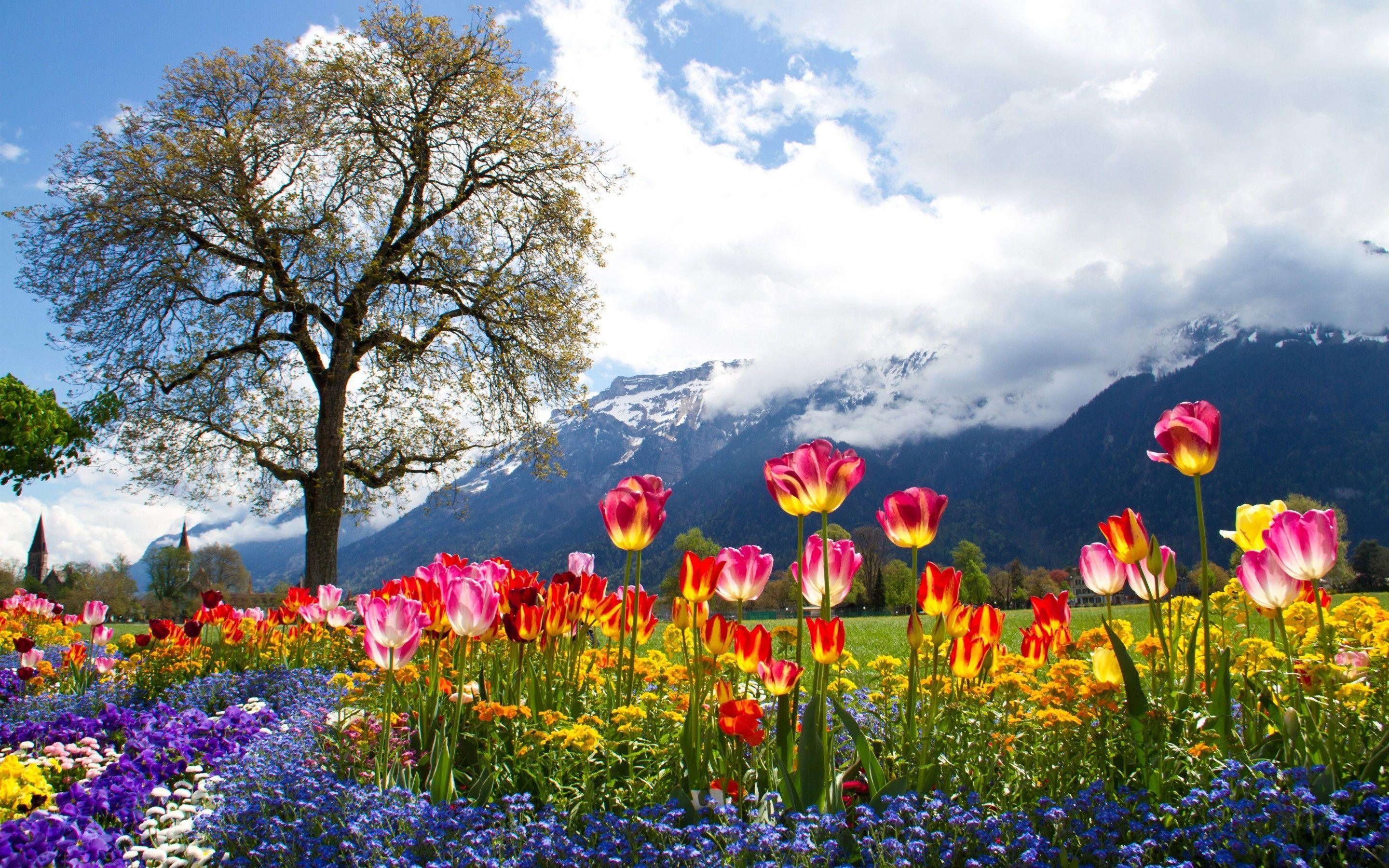 2880x1800 Wallpaper flowers, tulips, daisy, petunia, mountains, alps, tree