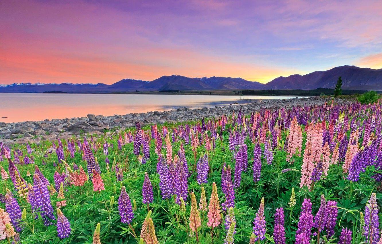 1332x850 Wallpaper flowers, mountains, lake, New Zealand, New Zealand, Lake