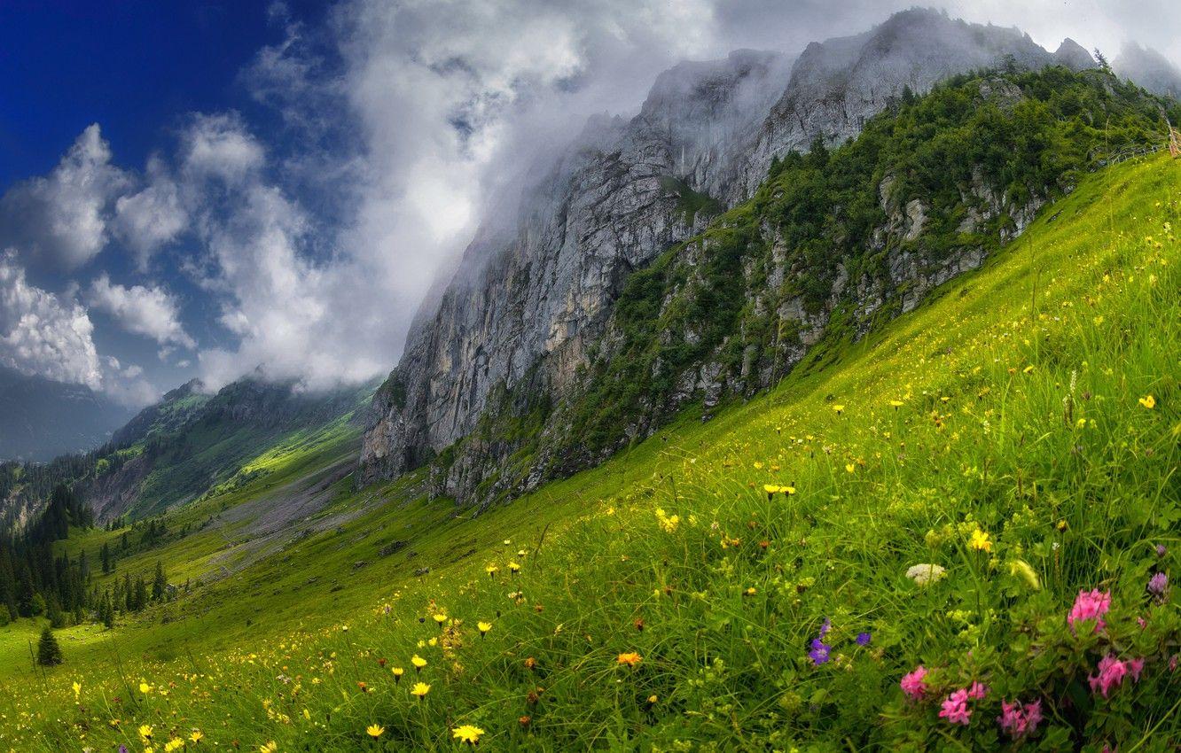 Alps Flowers Wallpapers - Top Free Alps Flowers Backgrounds 