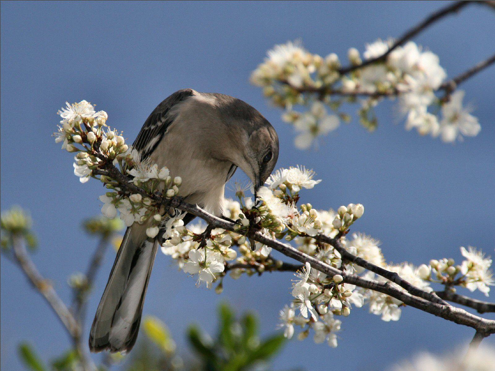 1600x1200 Mockingbird desktop PC and Mac wallpaper