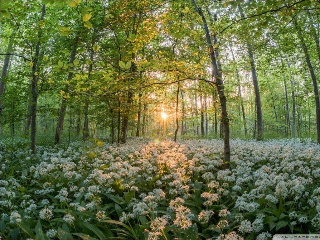 1026x770 Forest In The Spring