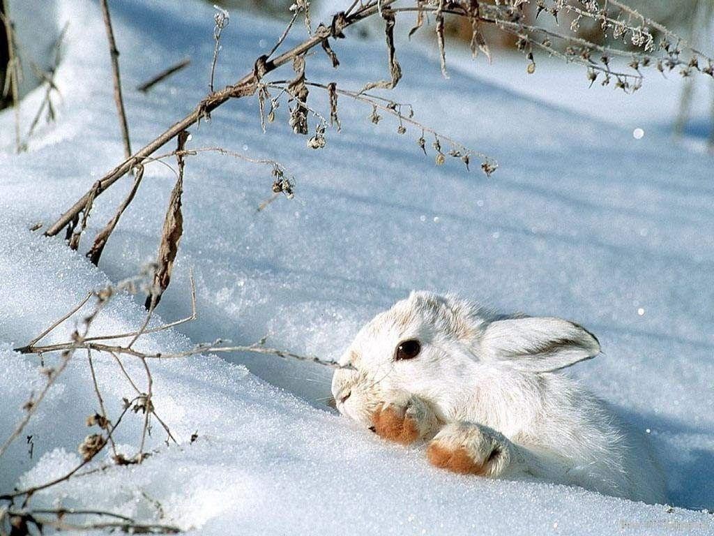 1024x768 Snowshoe Hare Wallpaper. March Hare Wallpaper, Share Wallpaper and Hare Krishna Wallpaper