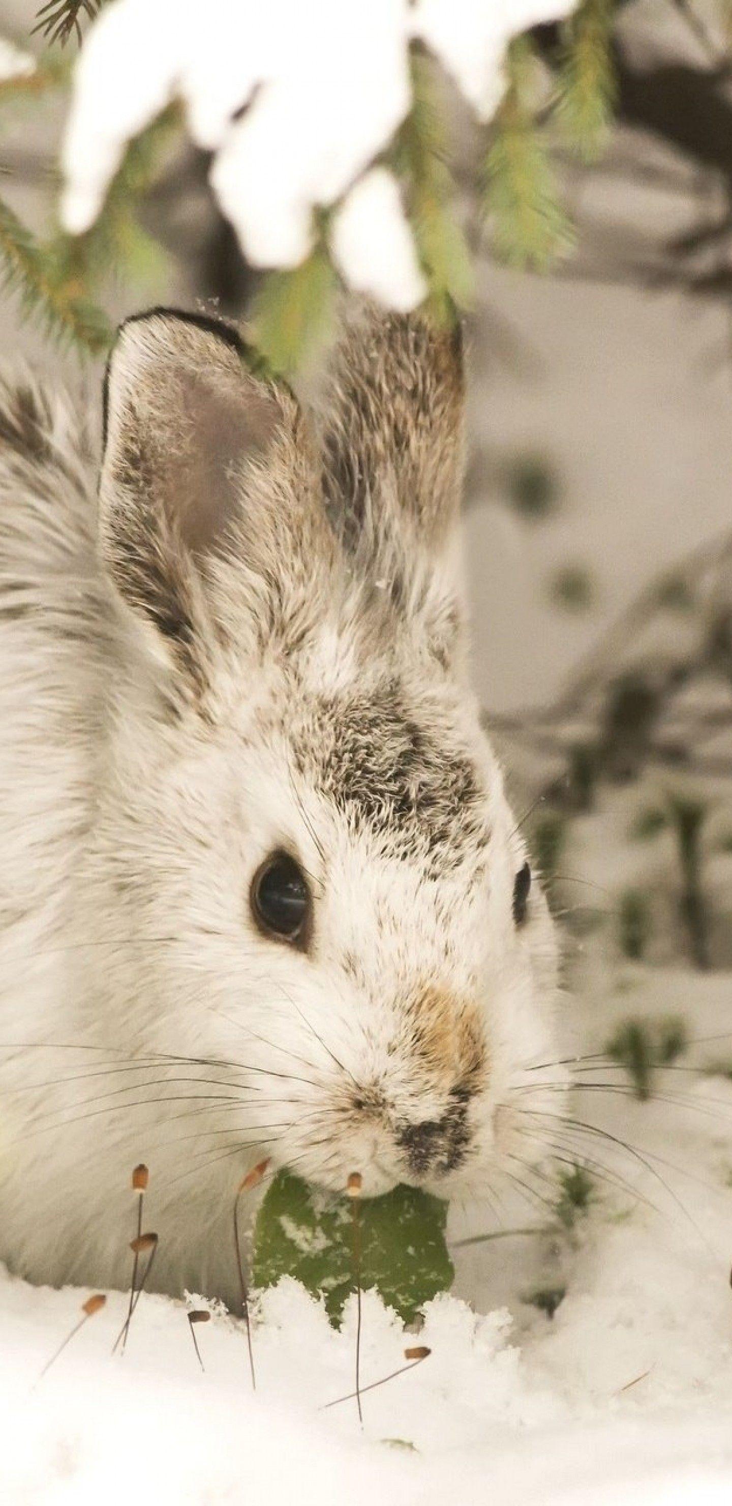 1440x2960 Download 1440x2960 Rabbit, Hare, Snow, Winter, Wildlife, Bunny Wallpaper for Samsung Galaxy S Note S S8+, Google Pixel 3 XL
