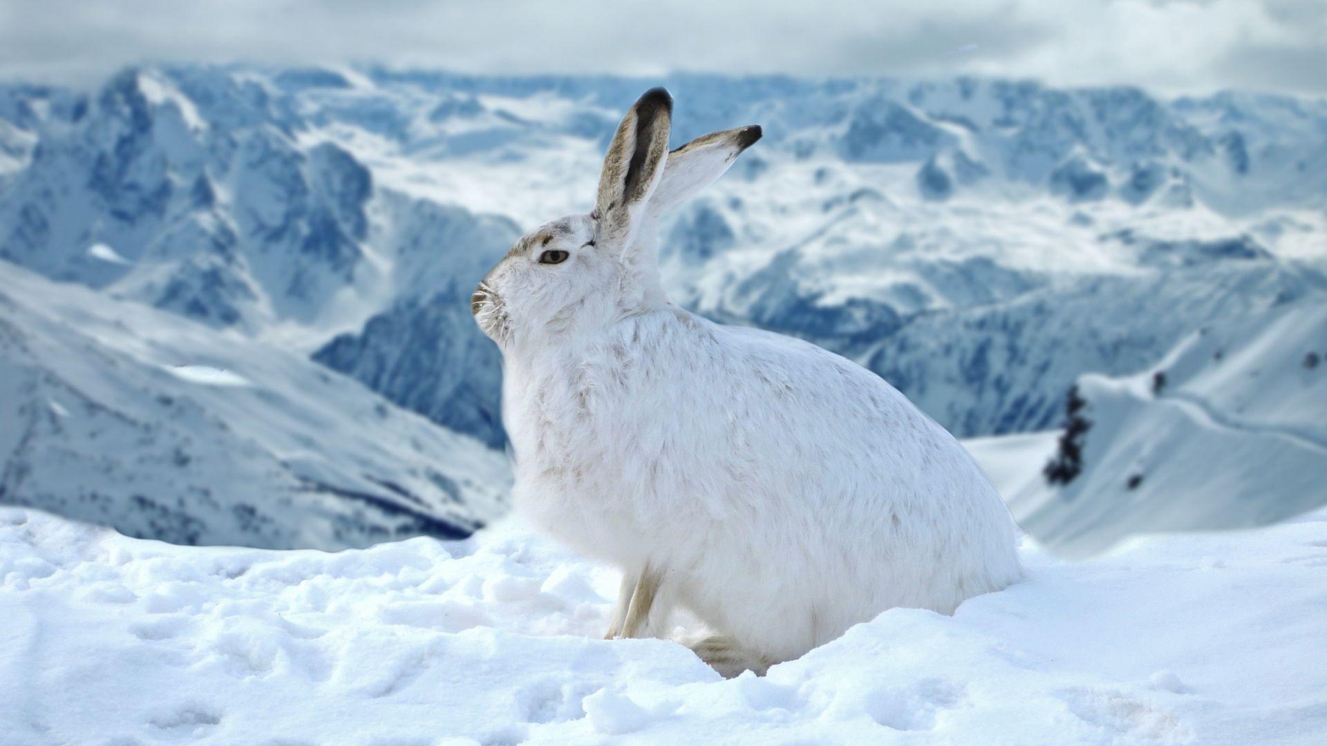 1920x1080 Download 1920x1080 wallpaper bunny, rabbit, animal, winter, outdoor, full hd, hdtv, fhd, 1080p, 1920x1080 HD image, background, 2119