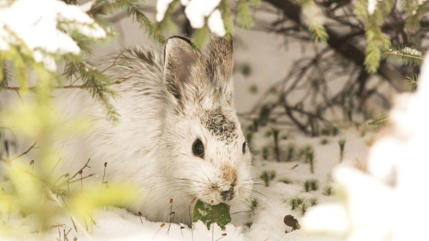 1366x768 Download 1366x768 Rabbit, Hare, Snow, Winter, Wildlife, Bunny Wallpaper for Laptop, Notebook