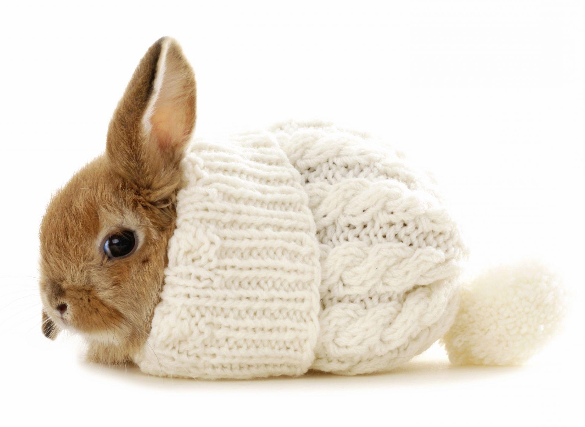 1920x1401 Winter hat Rabbit