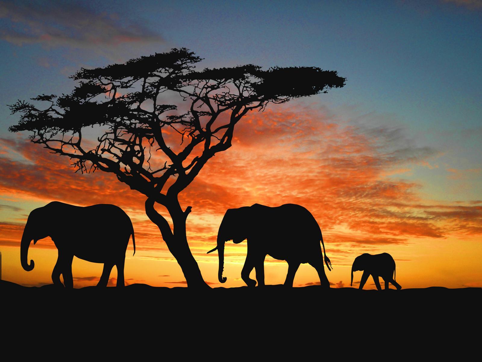 1600x1200 Elephant background for desktop