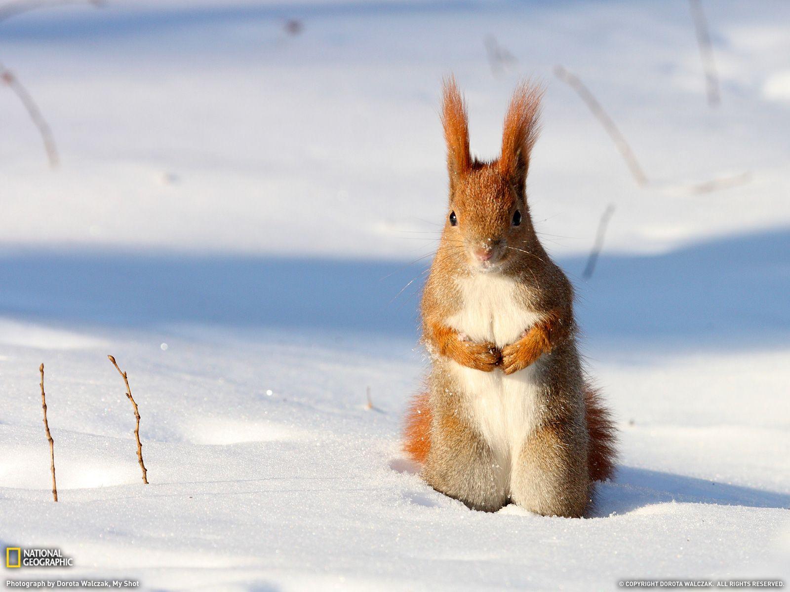 1600x1200 Download Winter Animal Wallpaper High Quality For Widescreen Wallpaper > SubWallpaper