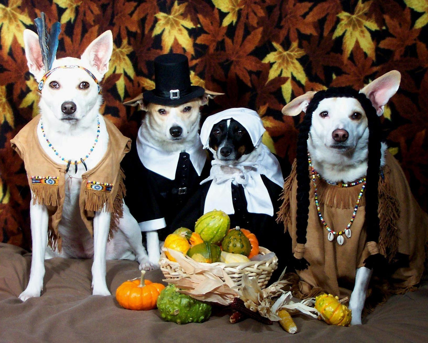 1633x1307 Gourds Turkey Day Dogs Leaves Autumn Fall Thanksgiving Image