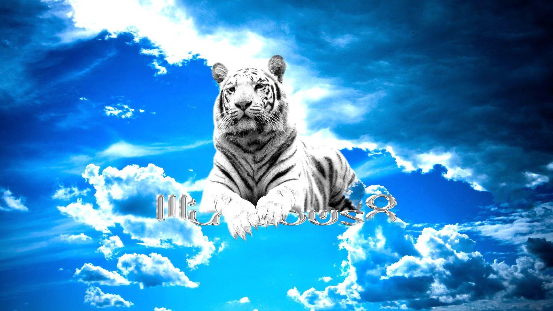 Cool White Tiger Wallpapers - Top Free Cool White Tiger Backgrounds ...