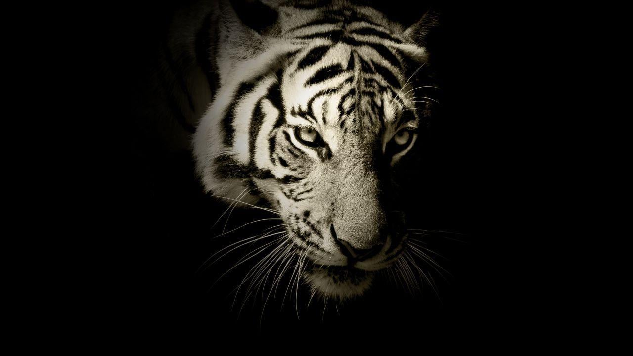 Cool White Tiger Wallpapers - Top Free Cool White Tiger Backgrounds ...