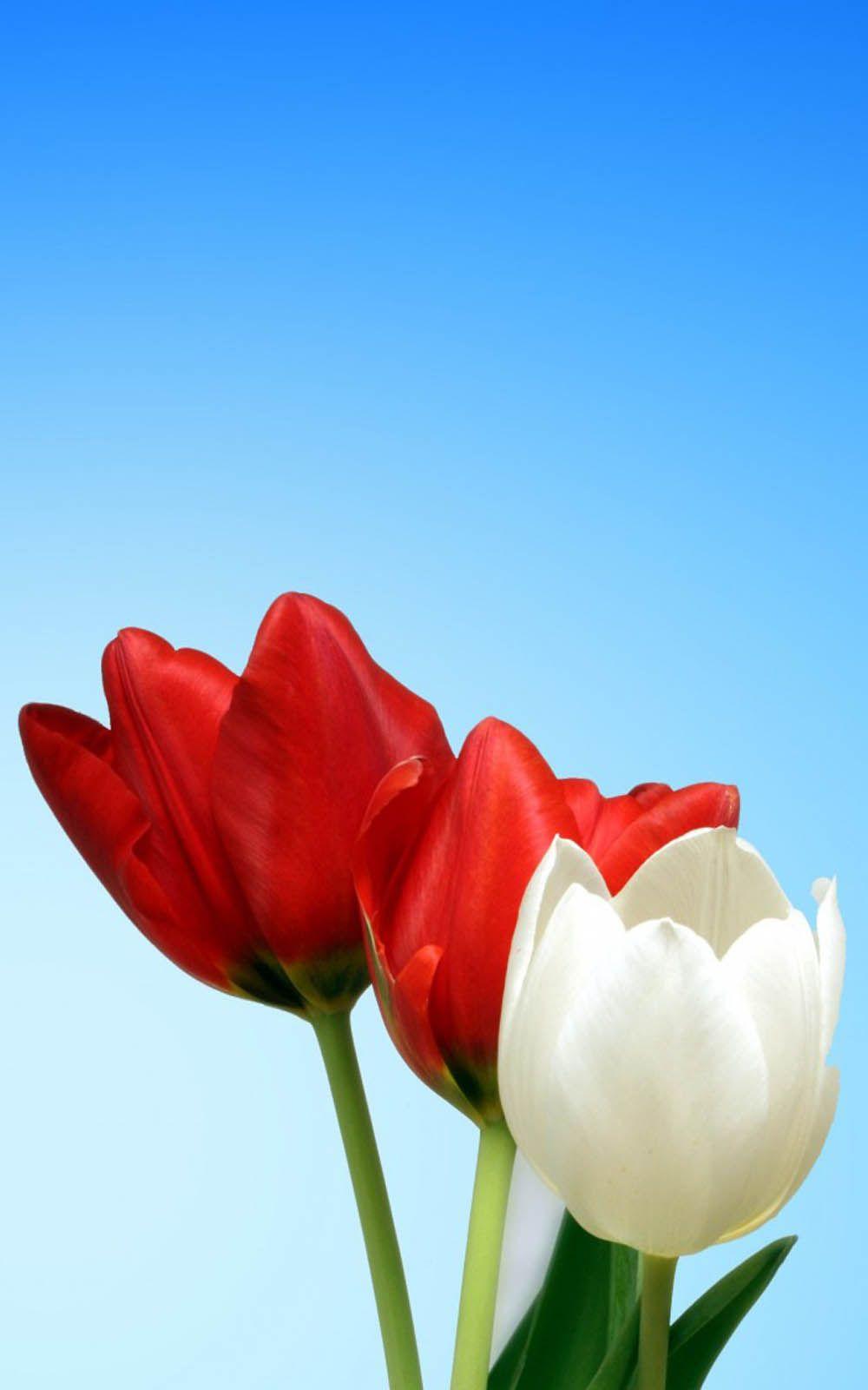 1000x1600 Red White Tulips 4K Ultra HD Mobile Wallpaper