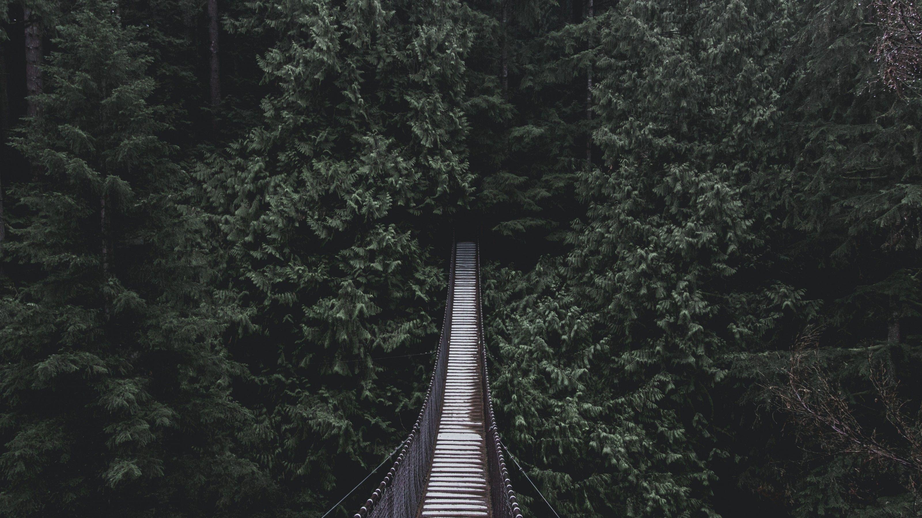 3200x1800 Download 3200x1800 Hanging Bridge, Forest, Trees Wallpaper