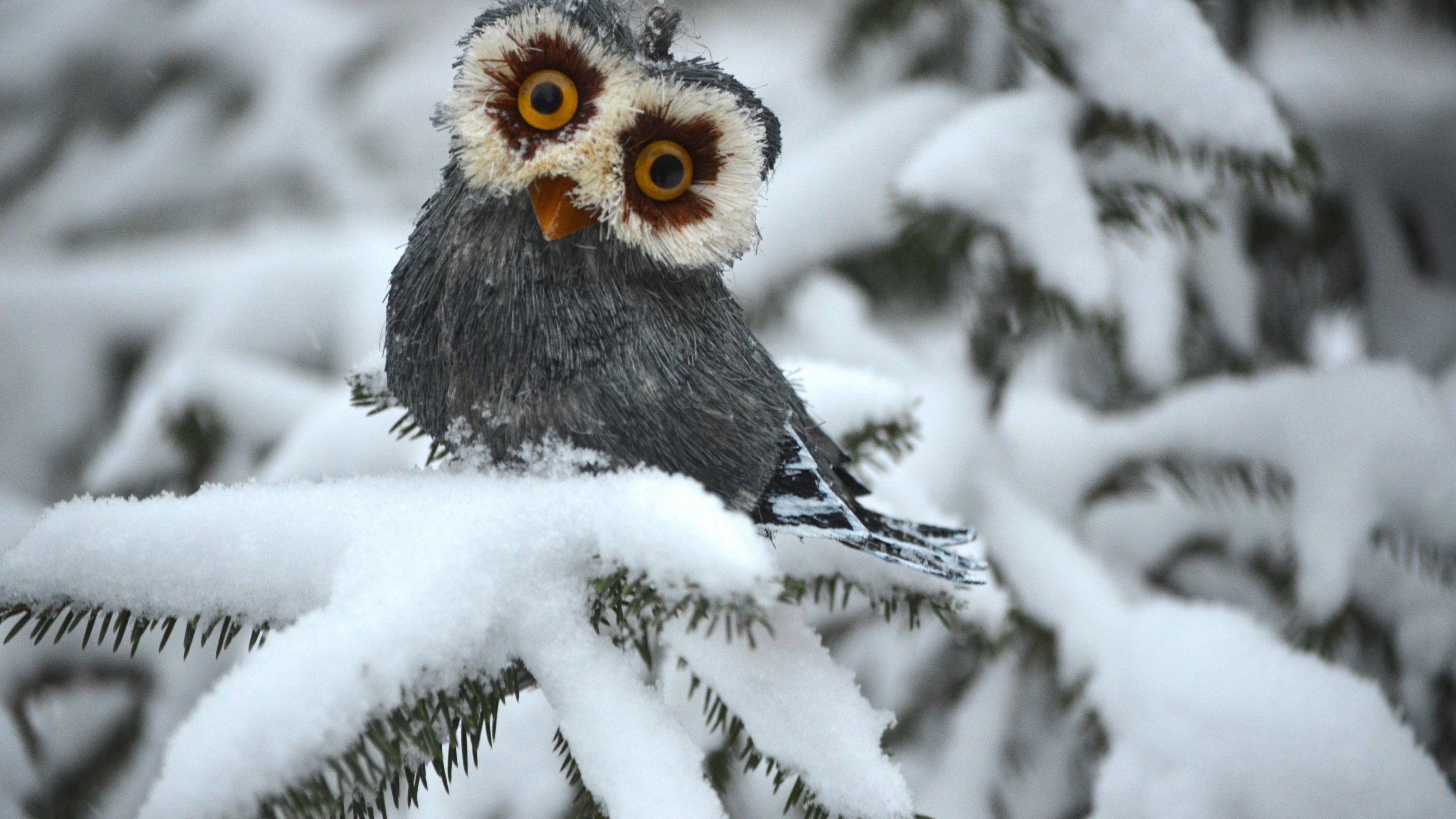 3200x1800 Owl in Winter [3200 x 1800]