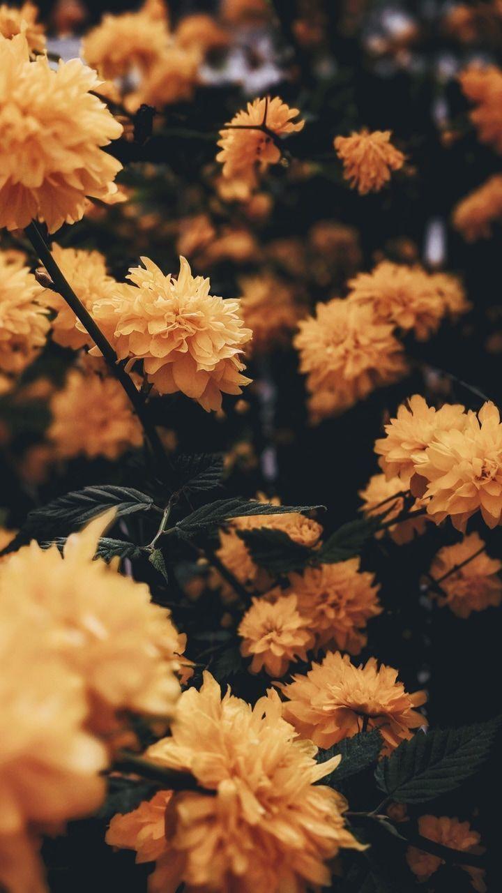 720x1280 Pinterest. Nature background iphone, Aesthetic iphone