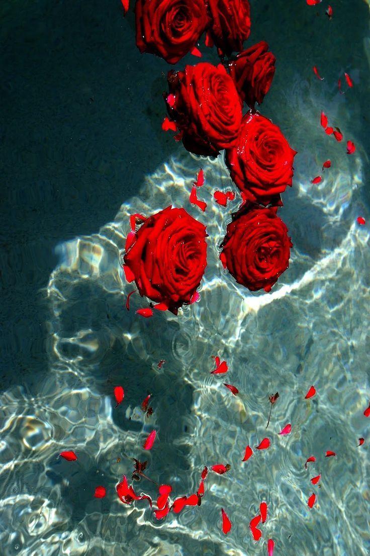 736x1106 Untitled. Flower phone wallpaper, Aesthetic iphone wallpaper