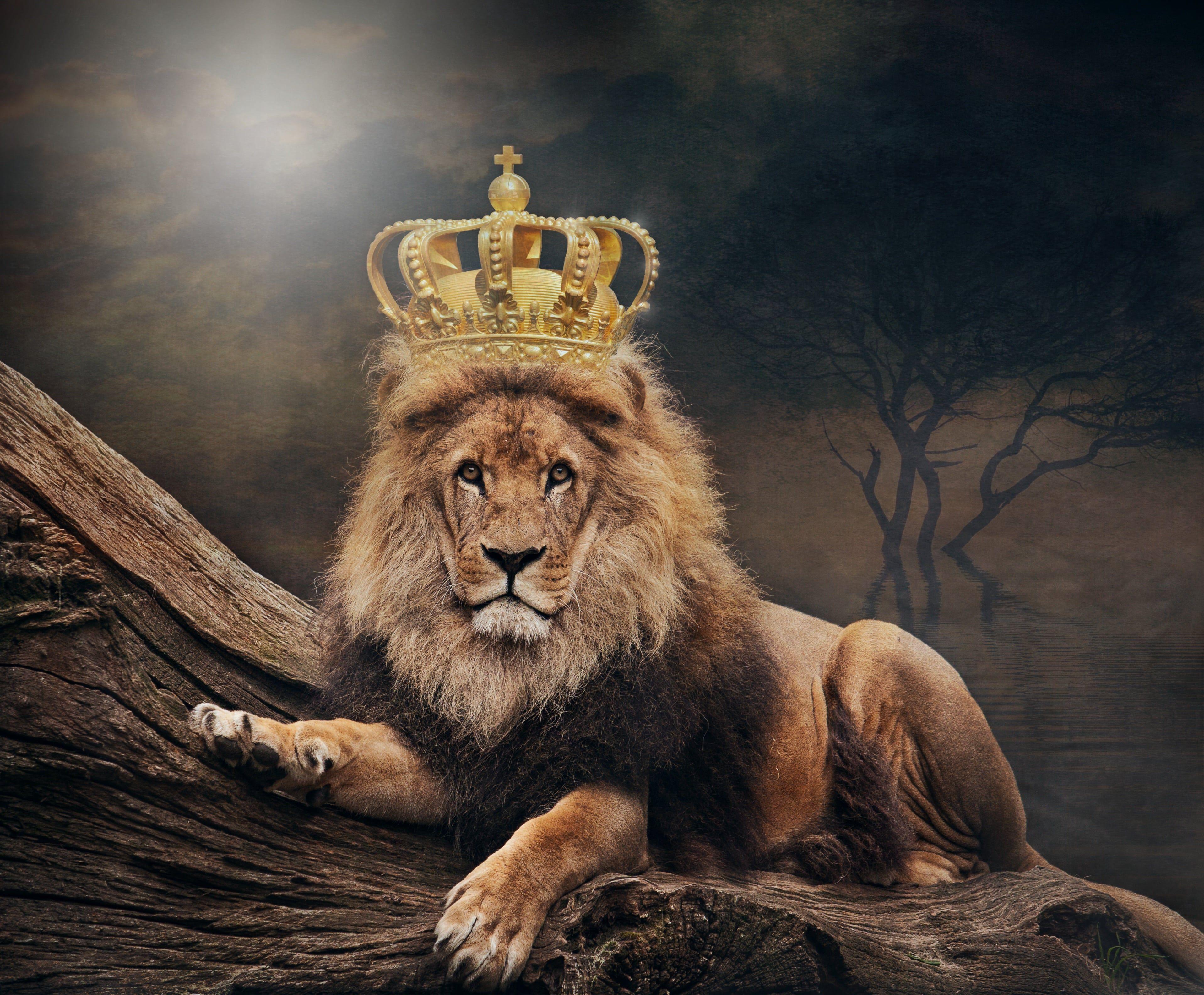 3834x3168 King Lion 4K Wallpaper Free HD Wallpaper