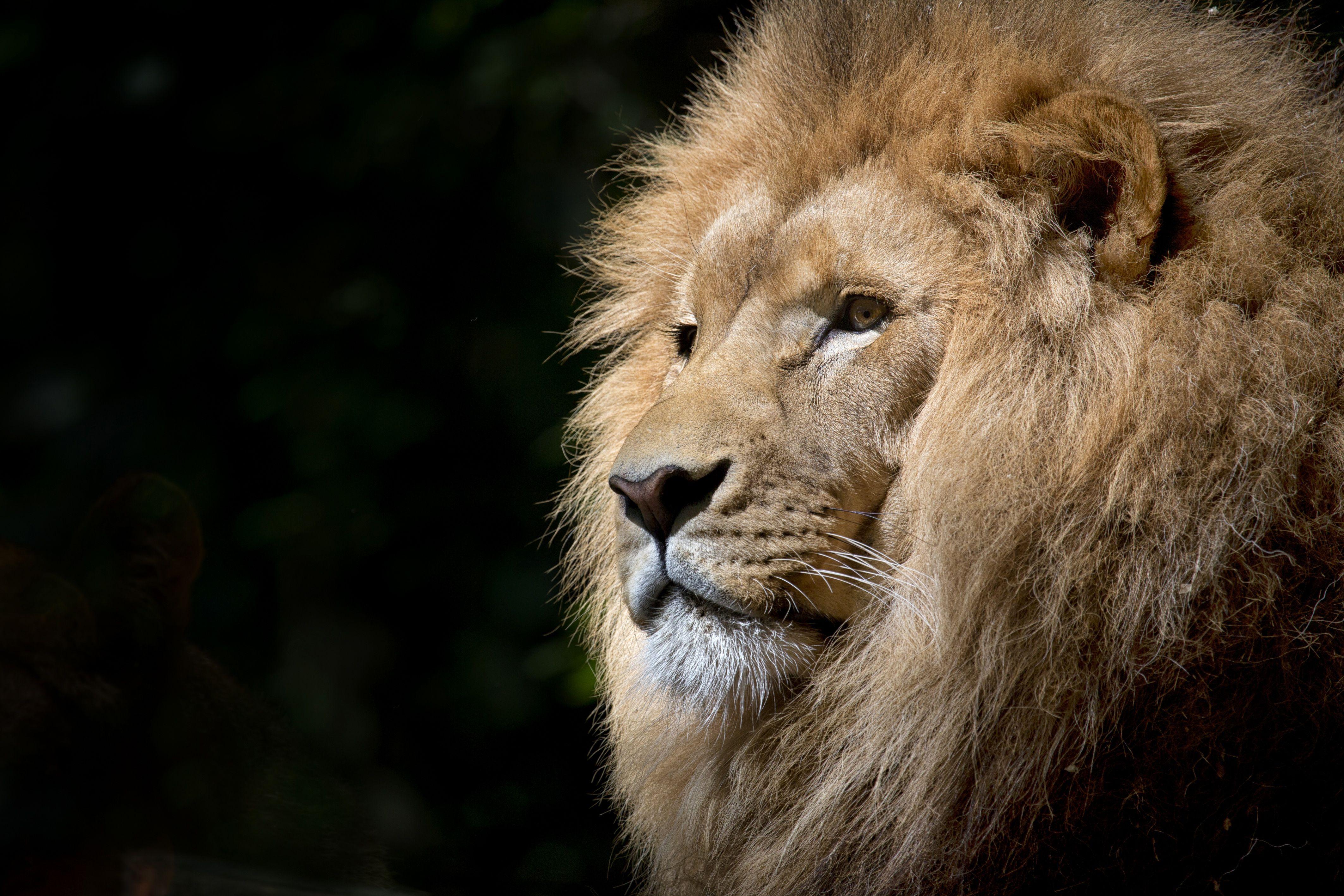 4252x2835 Close Up Photography Of Brown Lion · Free