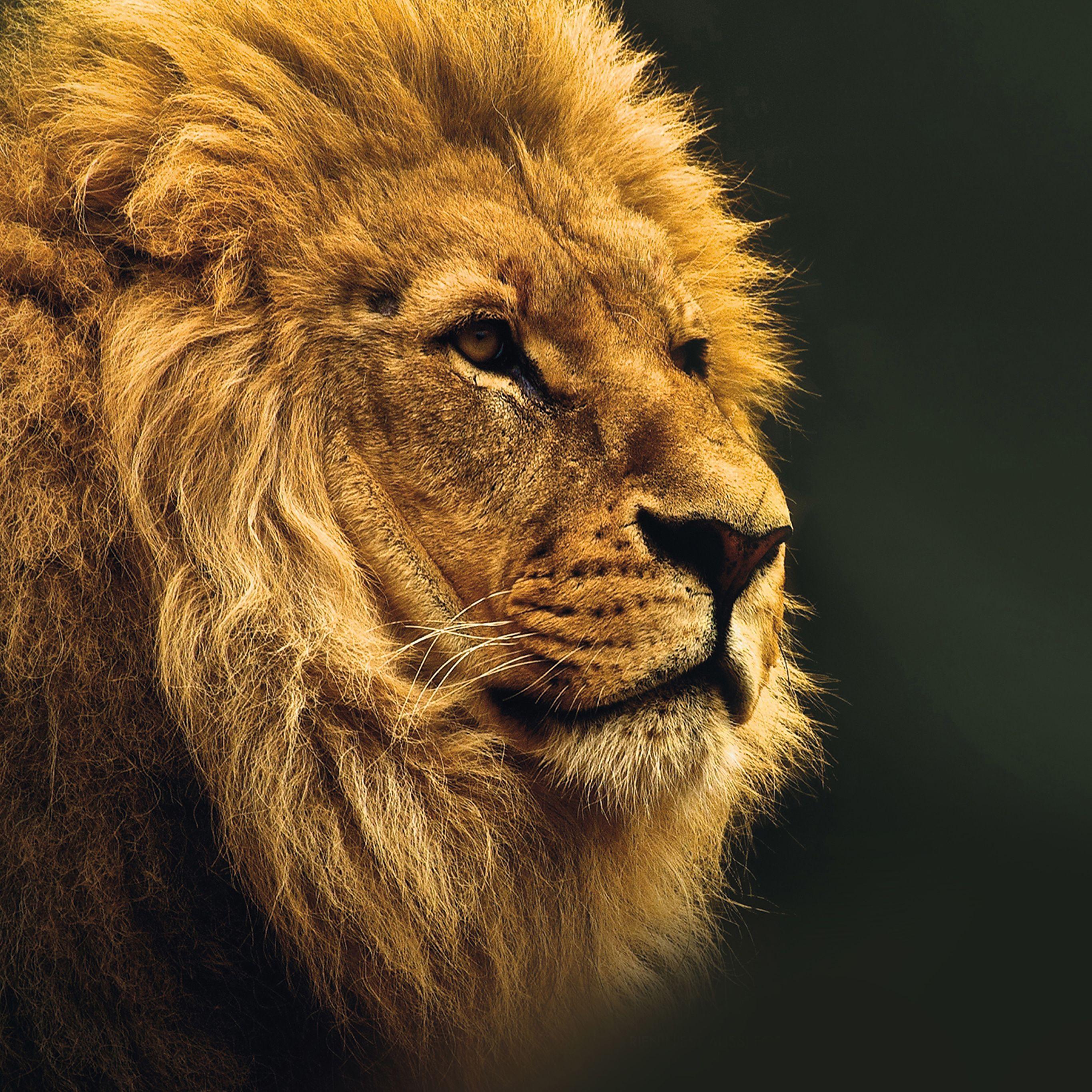 2732x2732 National Geographic Nature Animal Lion Yellow Wallpaper