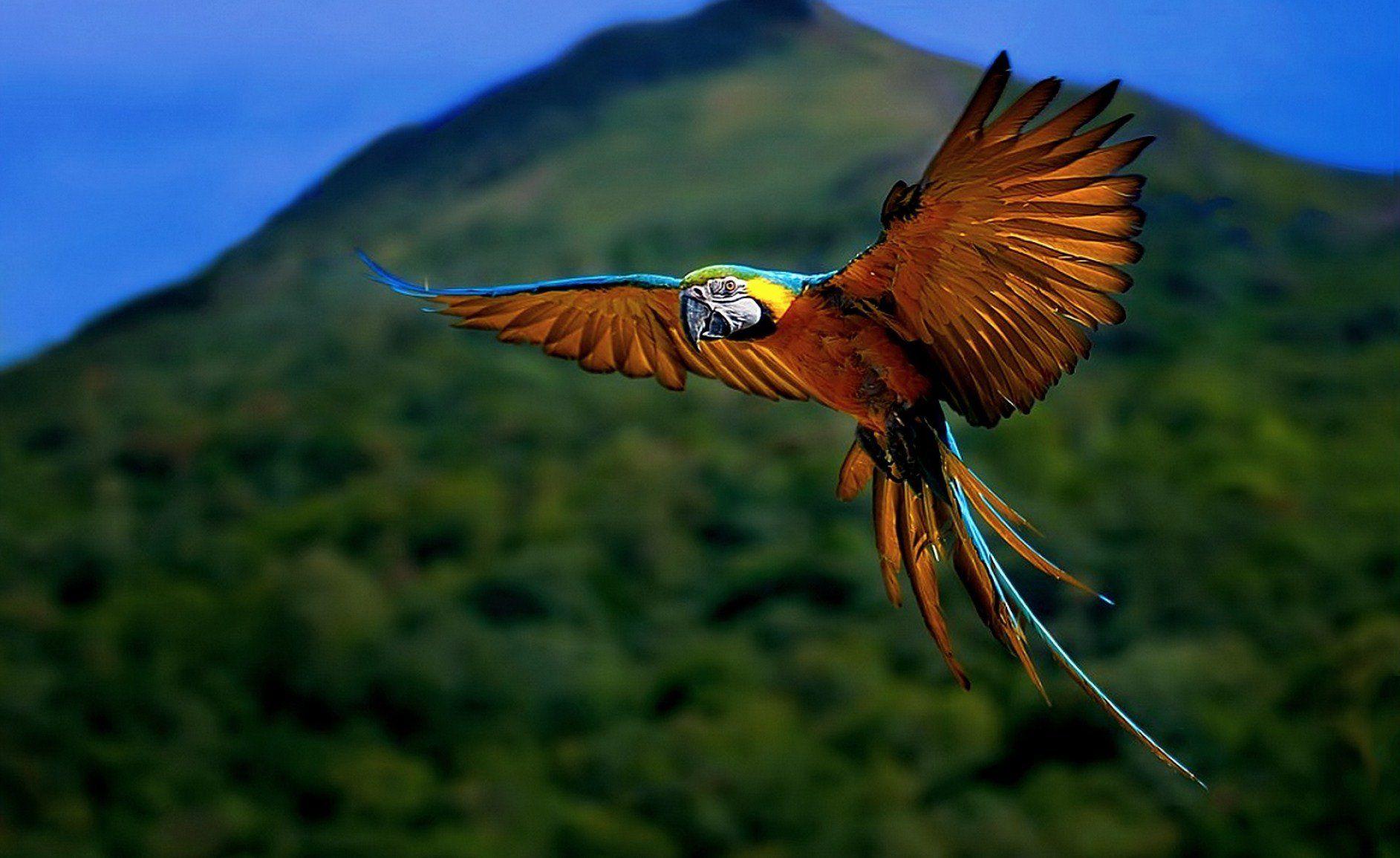 1885x1155 Nature animal bird national geographic forest HD wallpaper