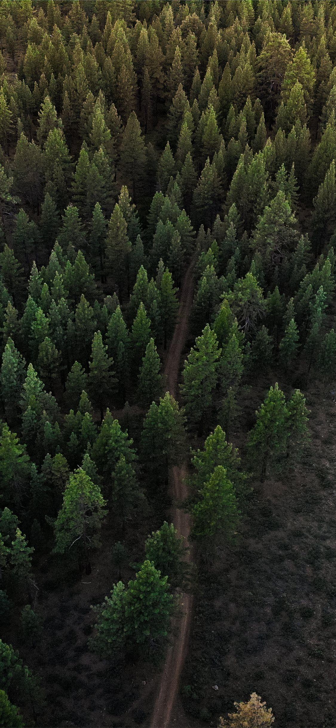 1125x2436 Best pine iPhone X Wallpaper HD