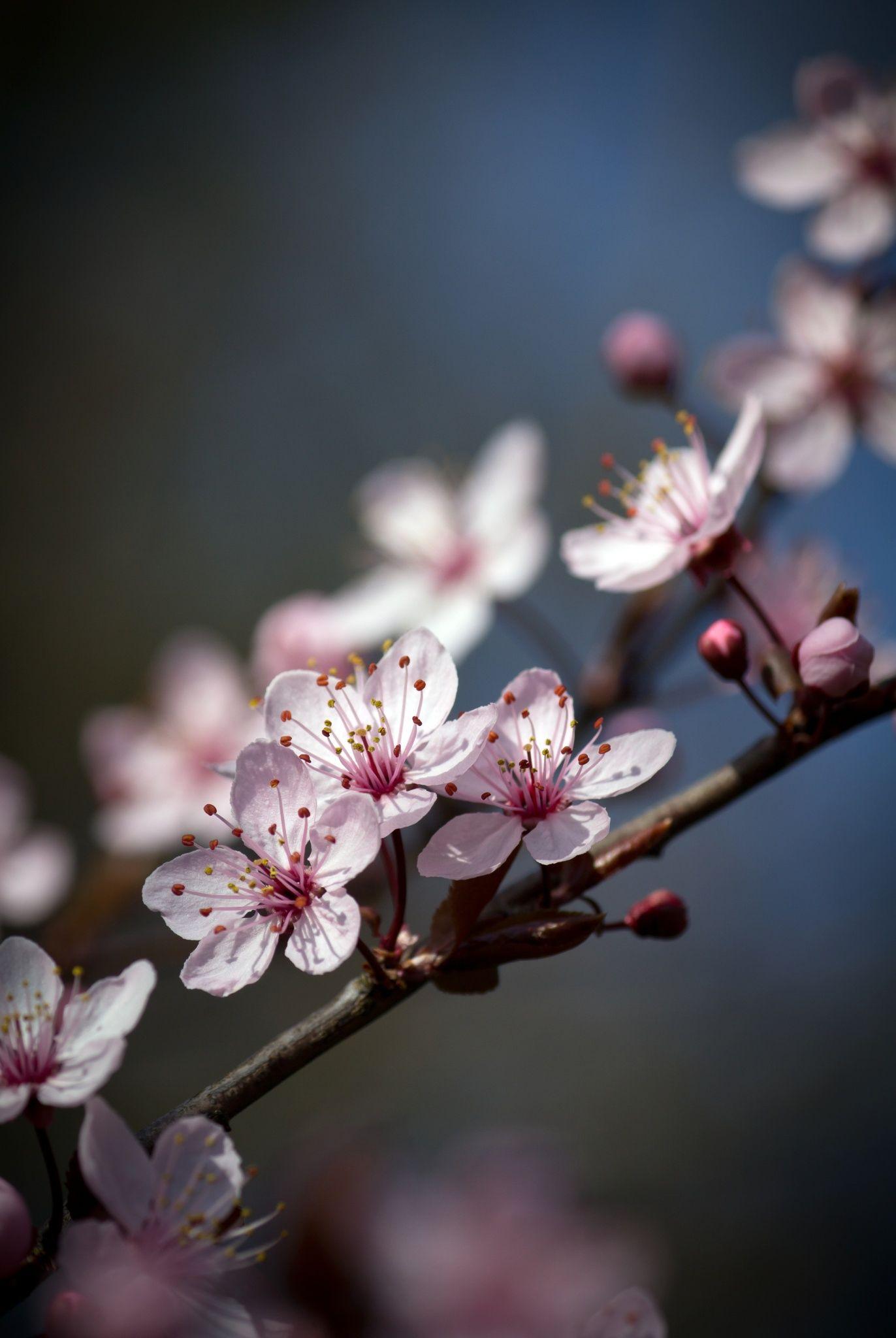 1372x2048 Rosy Spring by Roswitha Schacht on 500px. Cherry blossom