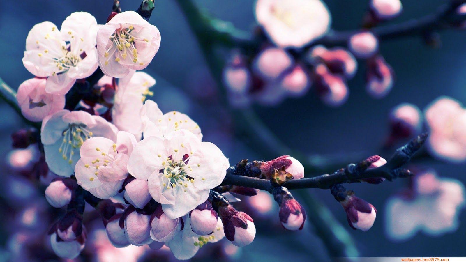 1600x900 Wallpaper Cherry Blossom Free HD Wallpaper