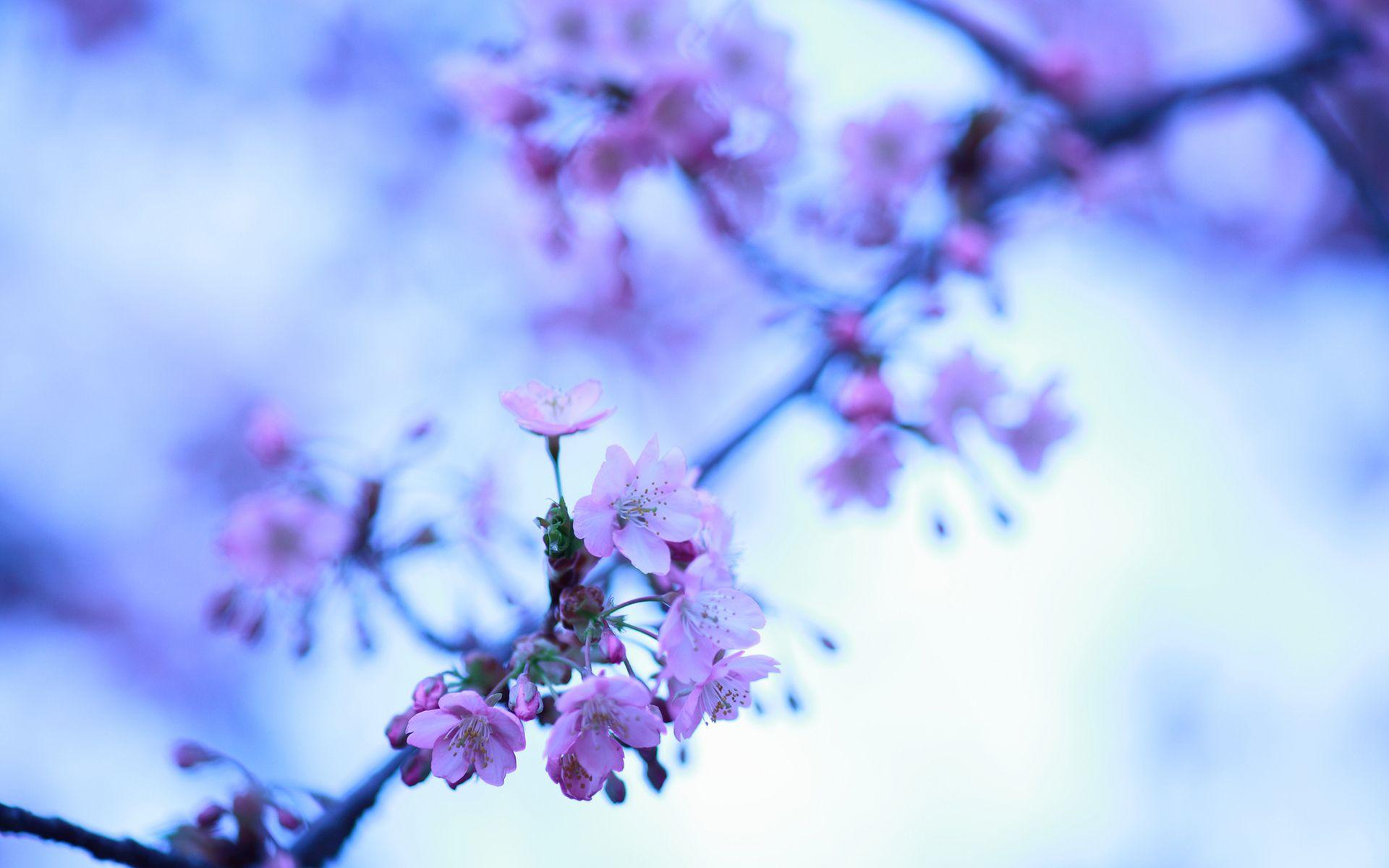 1920x1200 Cherry Blossom Flowers macro wallpaperx1200