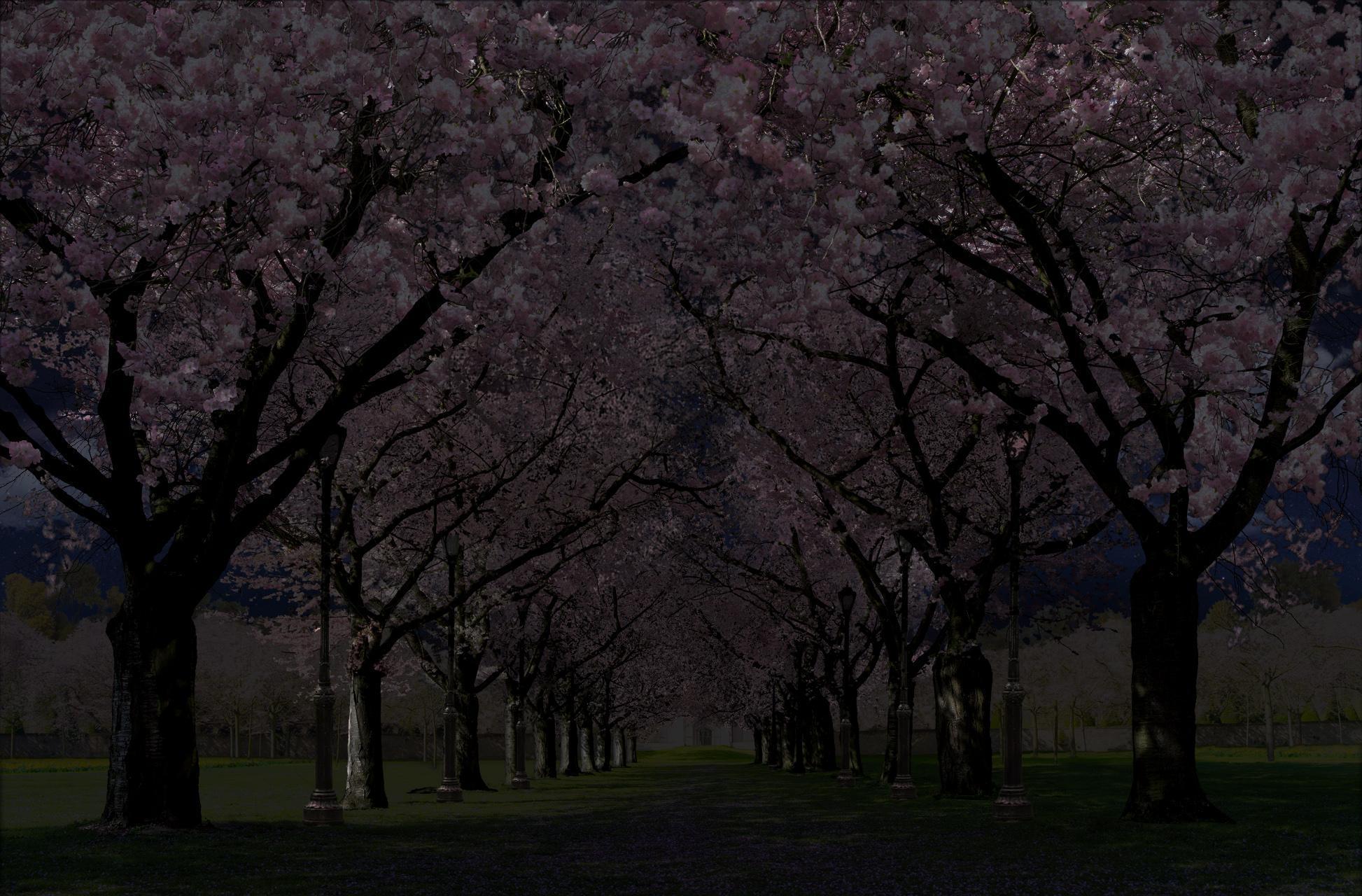 1946x1280 Spring Cherry Blossom Live Wallpaper for Android