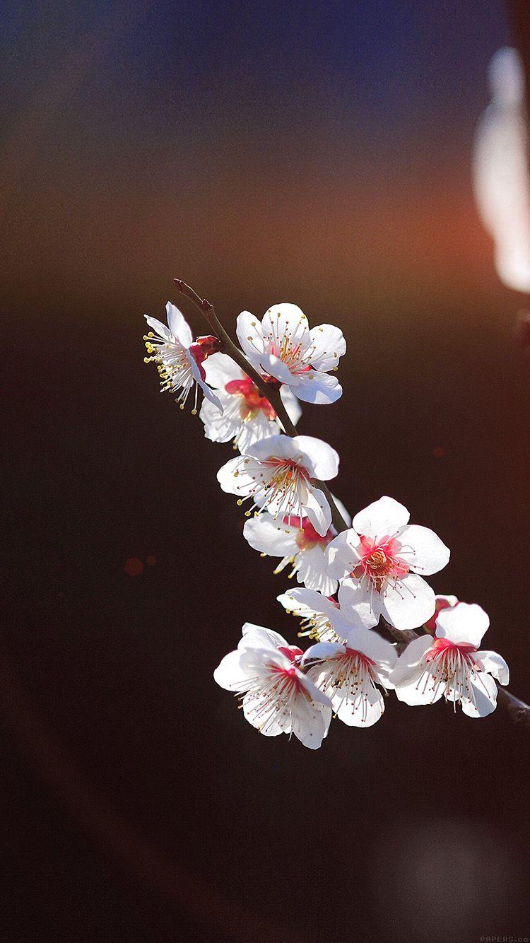 750x1334 Spring Flower Sakura Nature Tree Flare Wallpaper