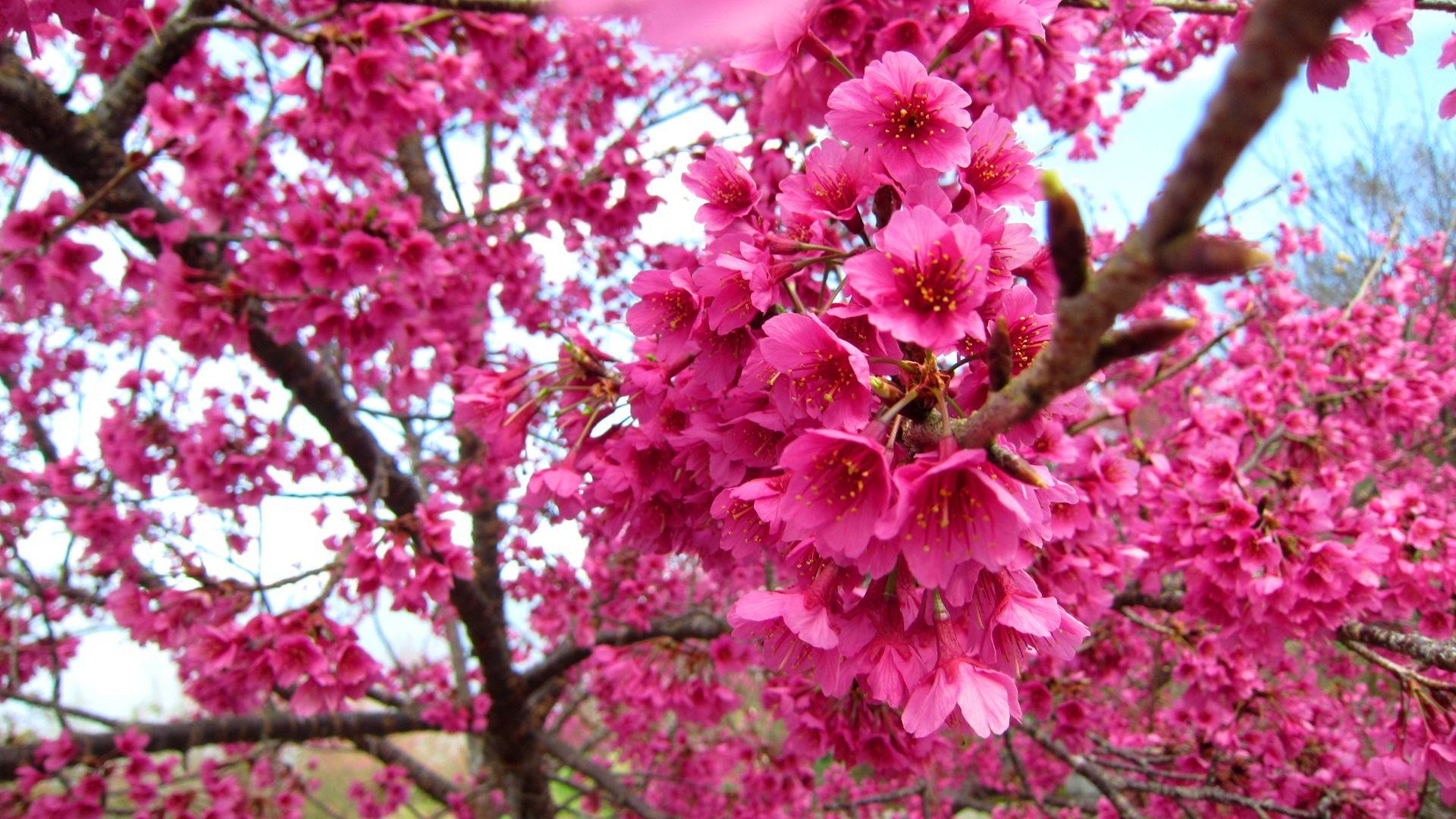 1920x1080 Blossom 30976 1920x1080px