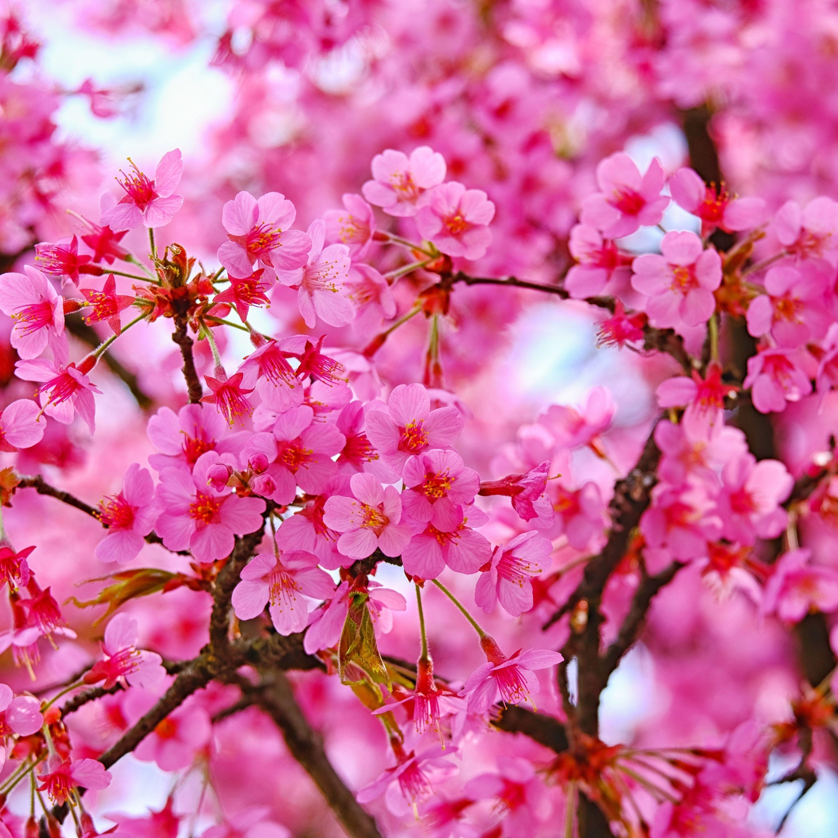 2932x2932 Download 2932x2932 wallpaper cherry blossom, pink flowers, nature