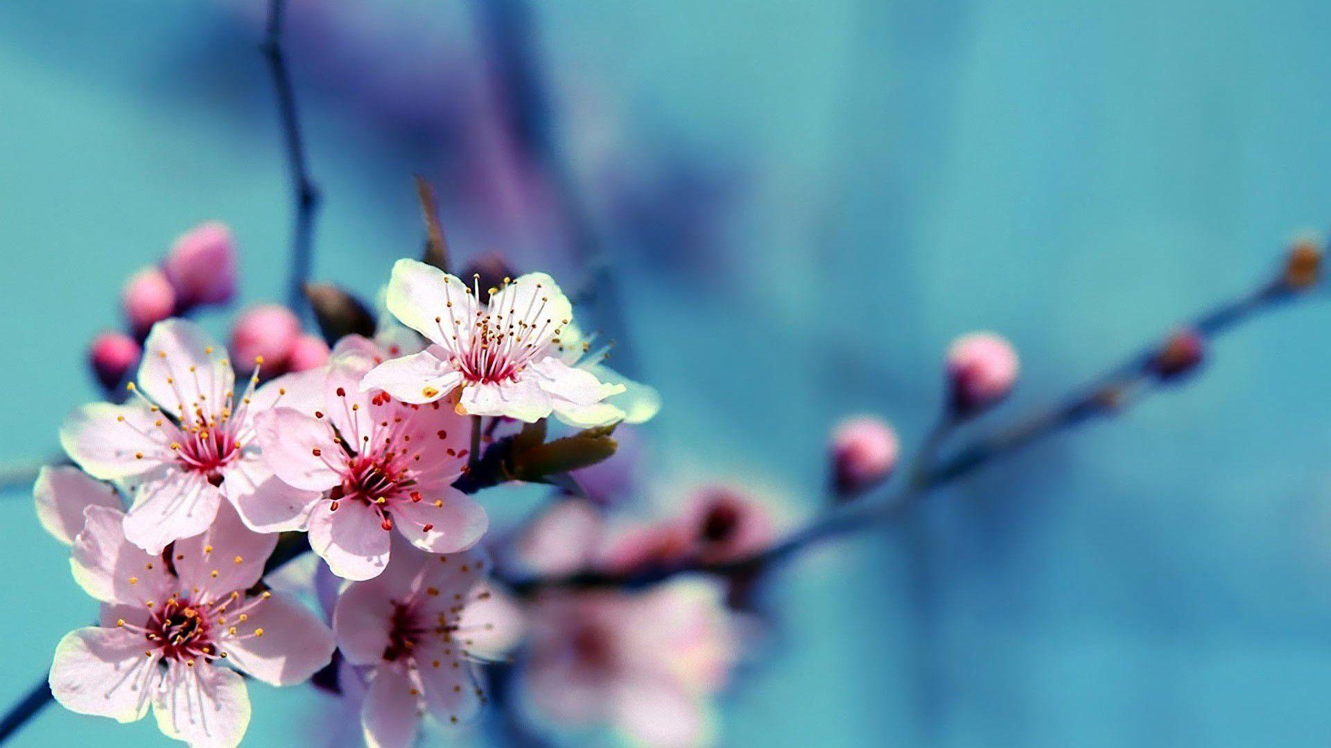 1920x1080 Cherry Blossom Desktop Background