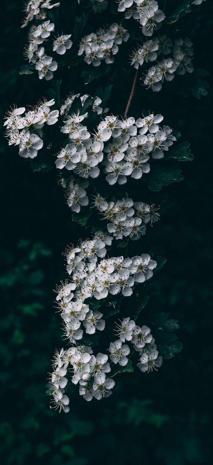 735x1600 Cherry blossom wallpaper iphone XSMAX