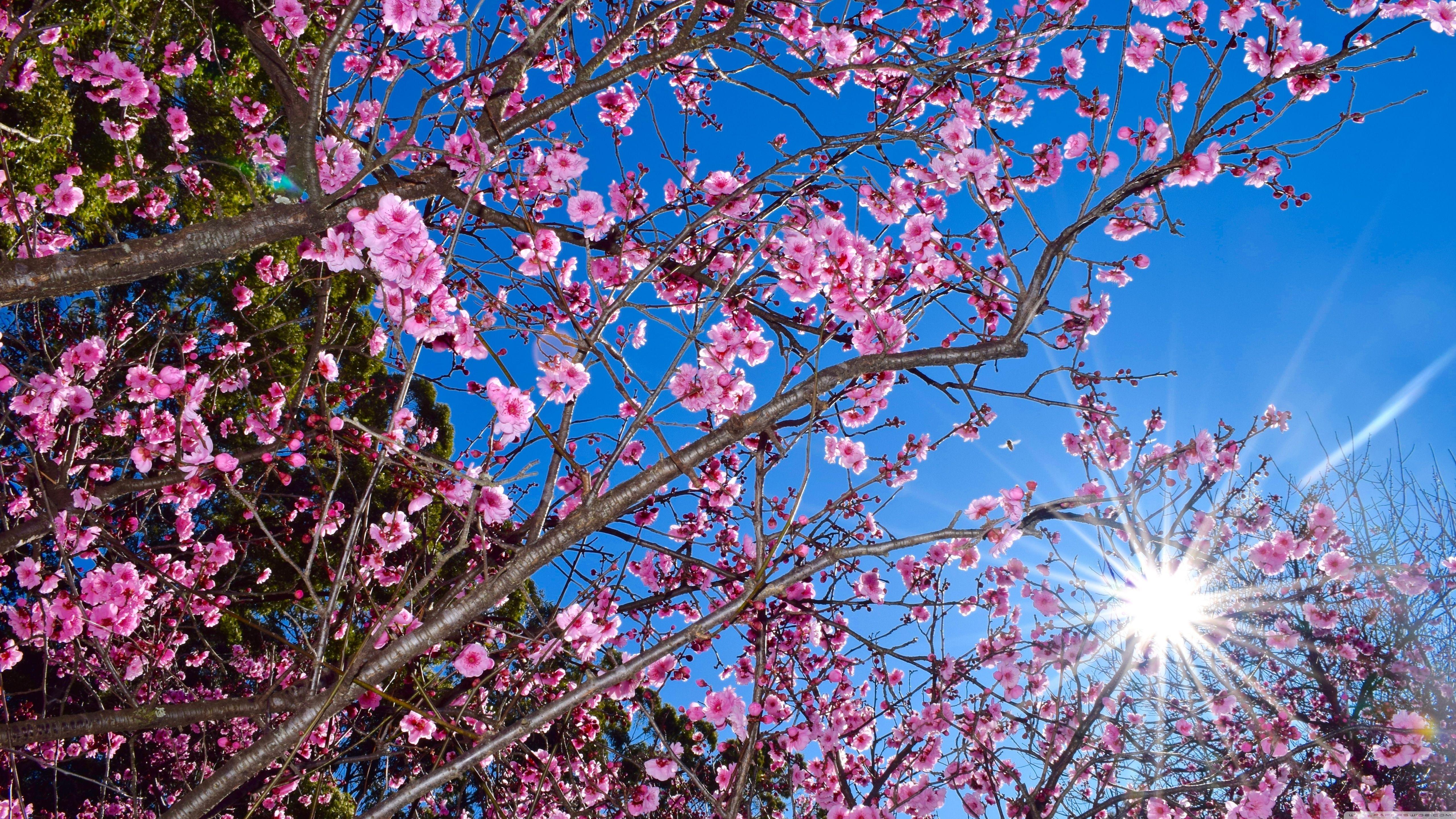 5120x2880 Cherry Blossom Ultra HD Desktop Background Wallpaper for 4K UHD TV