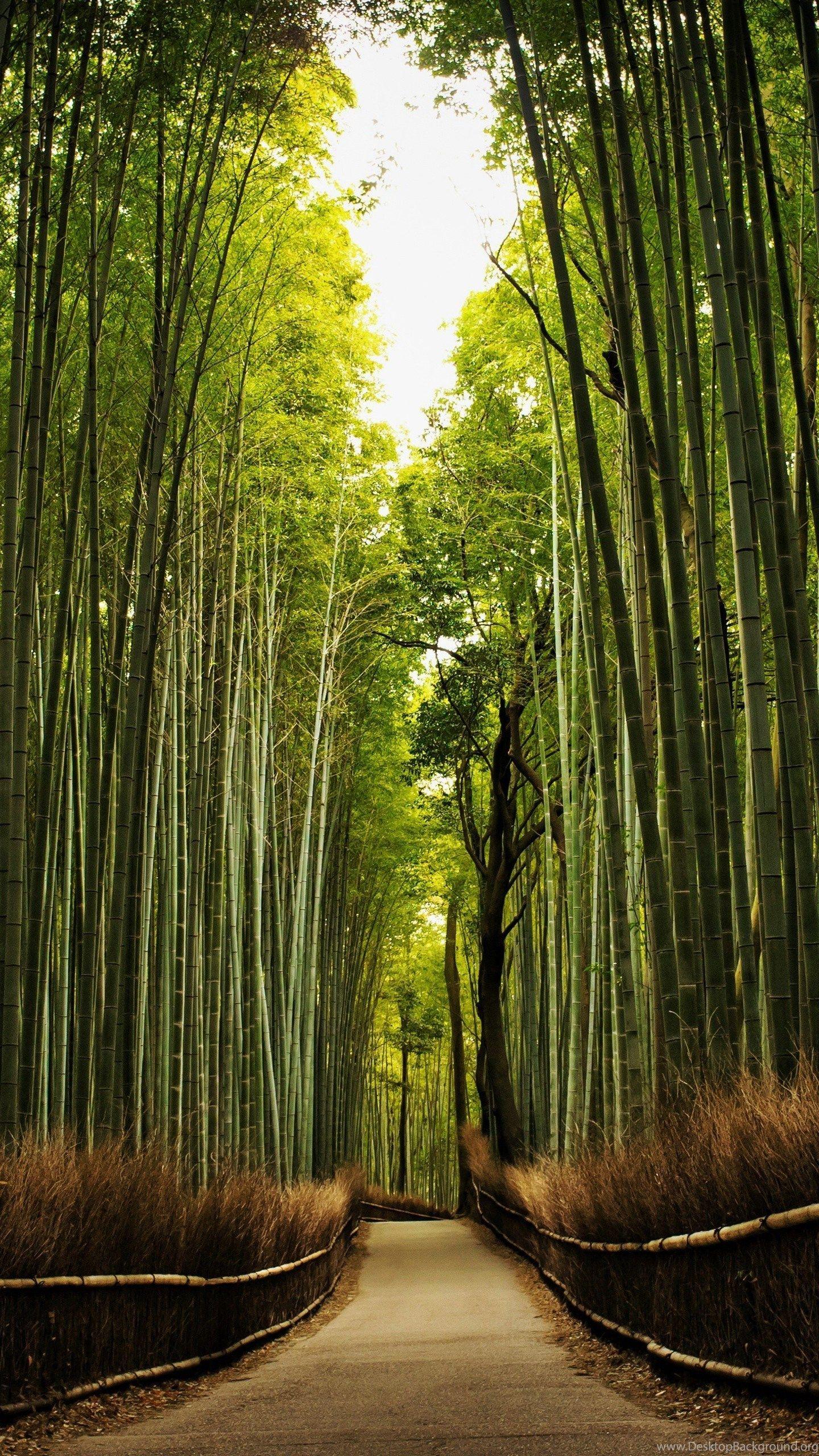 Kyoto Iphone Wallpapers Top Free Kyoto Iphone Backgrounds