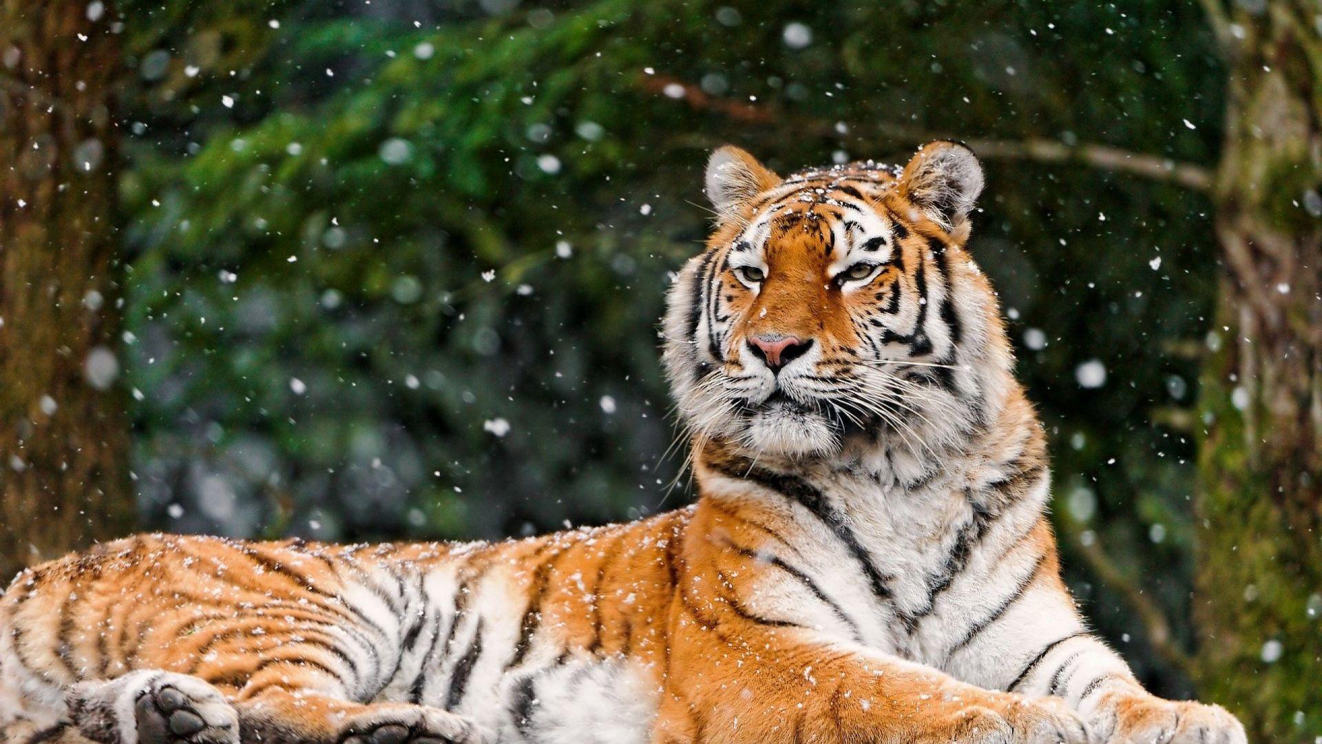 1920x1080 Download Wallpaper 1920x1080 Tiger, Snow, Lying, Animal Full HD