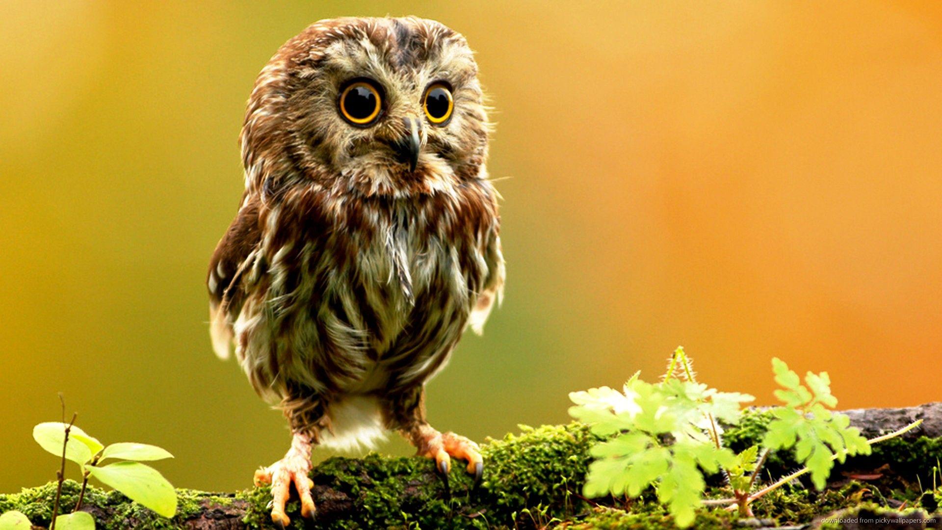 1920x1080 Cute Animal Wallpaper and Picture Collection
