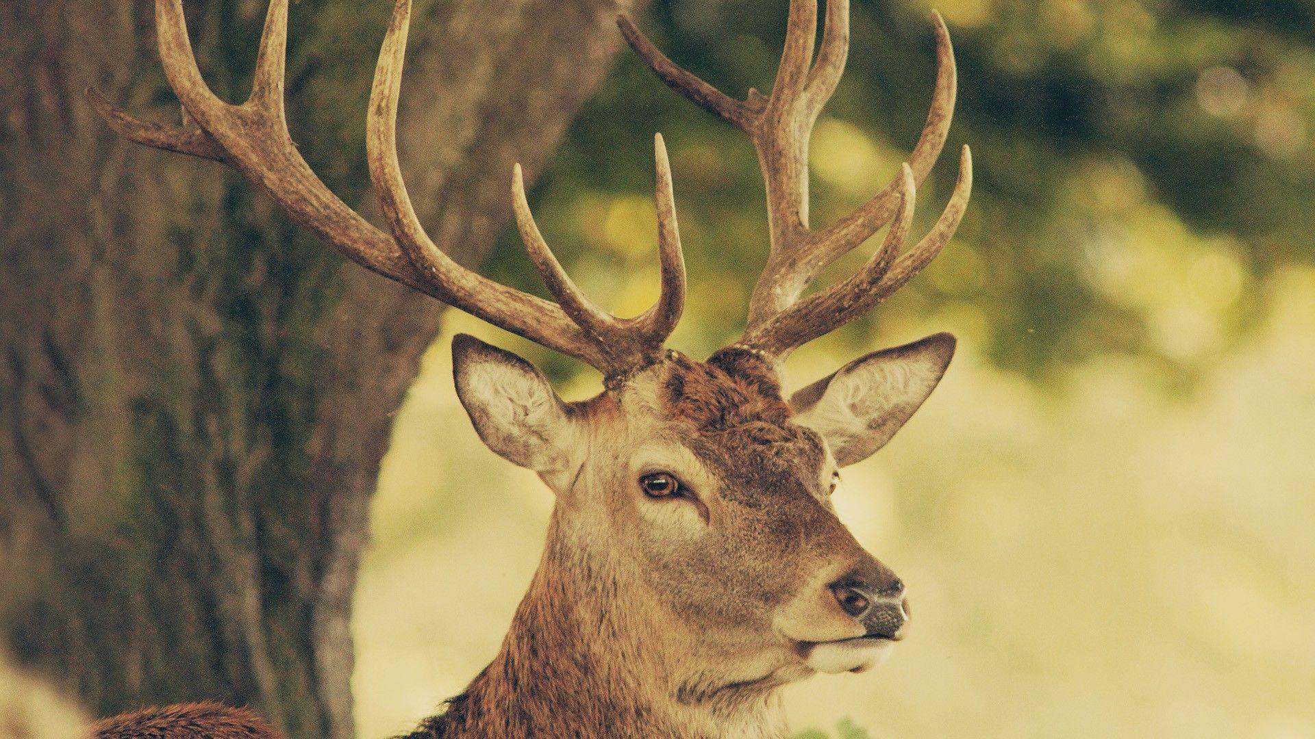1920x1080 Deer Wallpaper HD
