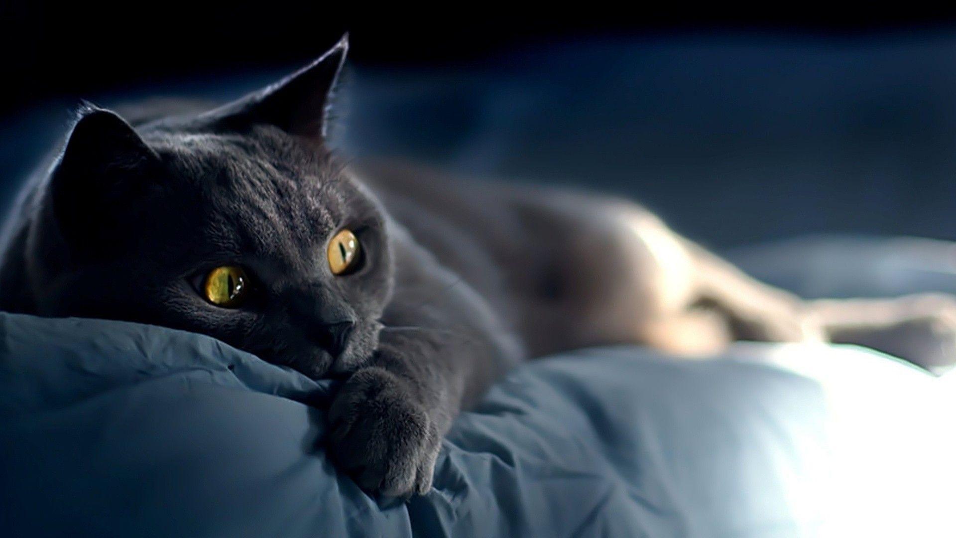 1920X1080 Animal HD Wallpapers - Top Free 1920X1080 Animal HD