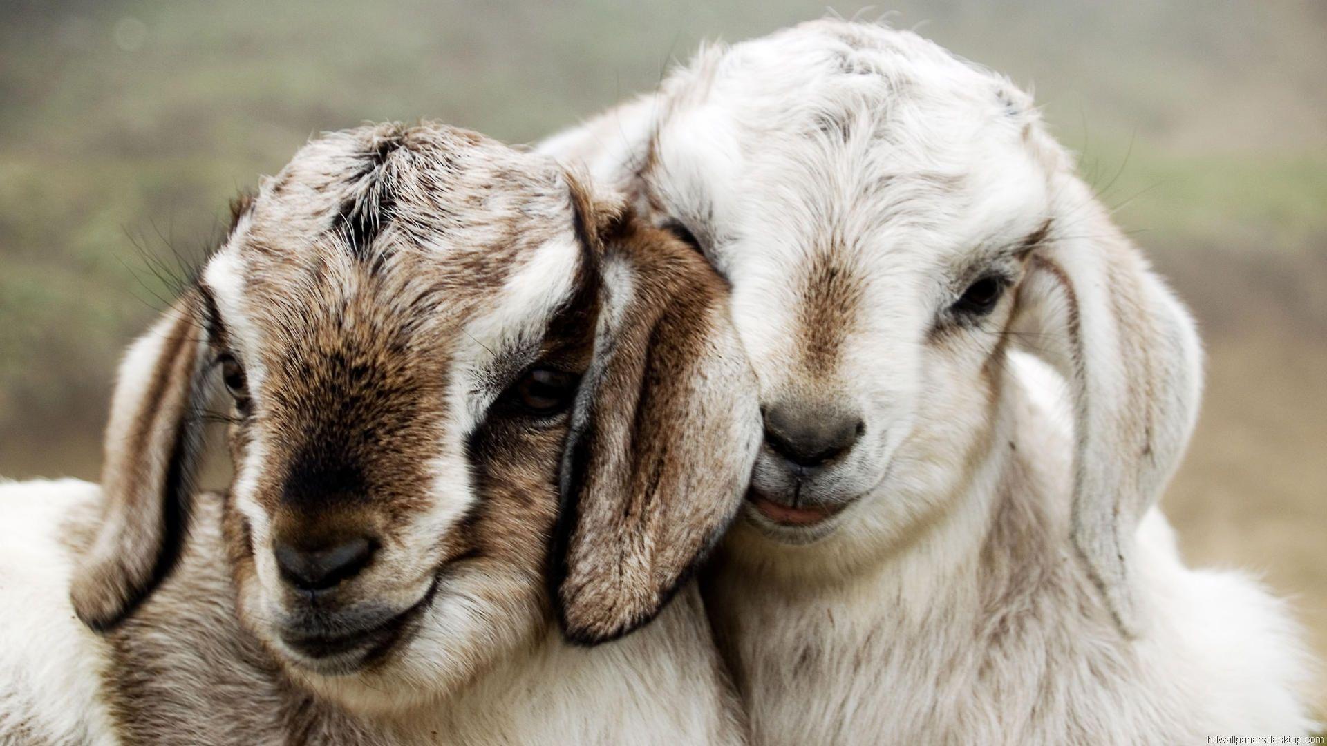 1920x1080 Animal Wallpaper. Cute Animal Wallpaper