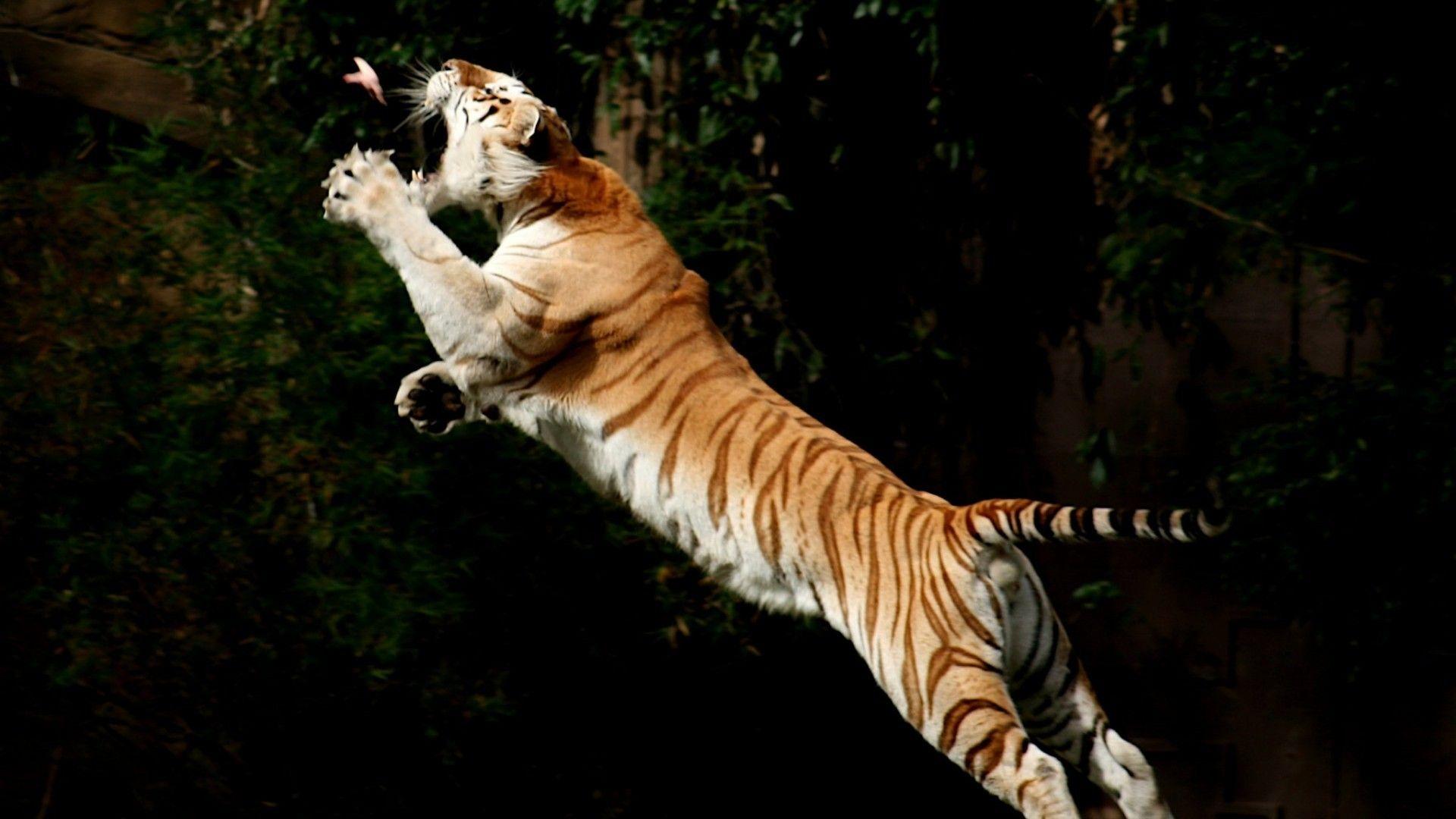 1920x1080 Birds animals tigers jumping wallpaperx1080