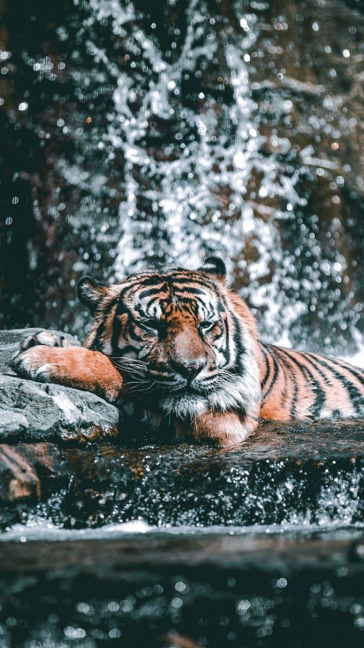 720x1280 Water current, zoo, tiger, animal, wild, 720x1280 wallpaper. Majestic animals, Animals beautiful, Animals
